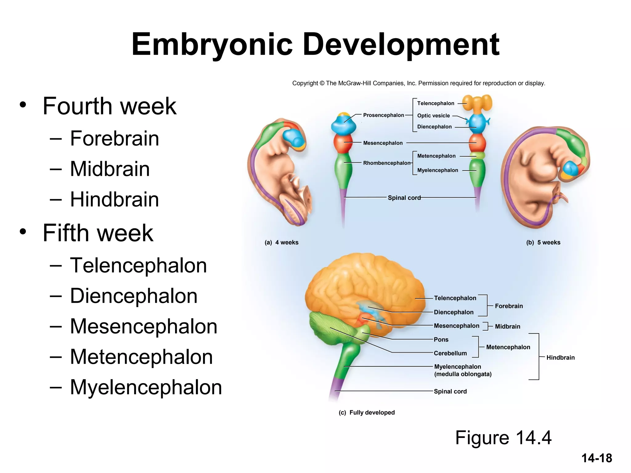 14-18
Embryonic Development
• Fourth week
– Forebrain
– Midbrain
– Hindbrain
• Fifth week
– Telencephalon
– Diencephalon
– Mesencephalon
– Metencephalon
– Myelencephalon
Figure 14.4
Copyright © The McGraw-Hill Companies, Inc. Permission required for reproduction or display.
Diencephalon
Mesencephalon
Forebrain
Pons
Cerebellum
Metencephalon
Spinal cord
Hindbrain
Optic vesicle
Diencephalon
Metencephalon
Myelencephalon
Spinal cord
Rhombencephalon
Mesencephalon
Prosencephalon
(a) 4 weeks (b) 5 weeks
(c) Fully developed
Midbrain
Telencephalon
Myelencephalon
(medulla oblongata)
Telencephalon
 