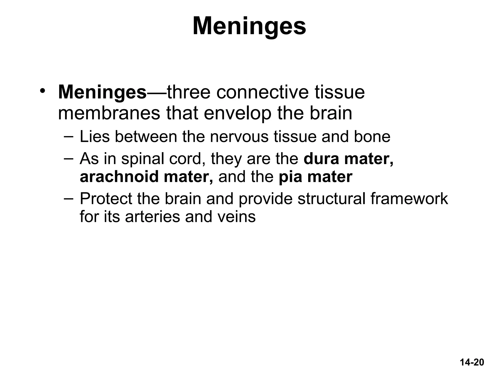14-20
Meninges
• Meninges—three connective tissue
membranes that envelop the brain
– Lies between the nervous tissue and bone
– As in spinal cord, they are the dura mater,
arachnoid mater, and the pia mater
– Protect the brain and provide structural framework
for its arteries and veins
 