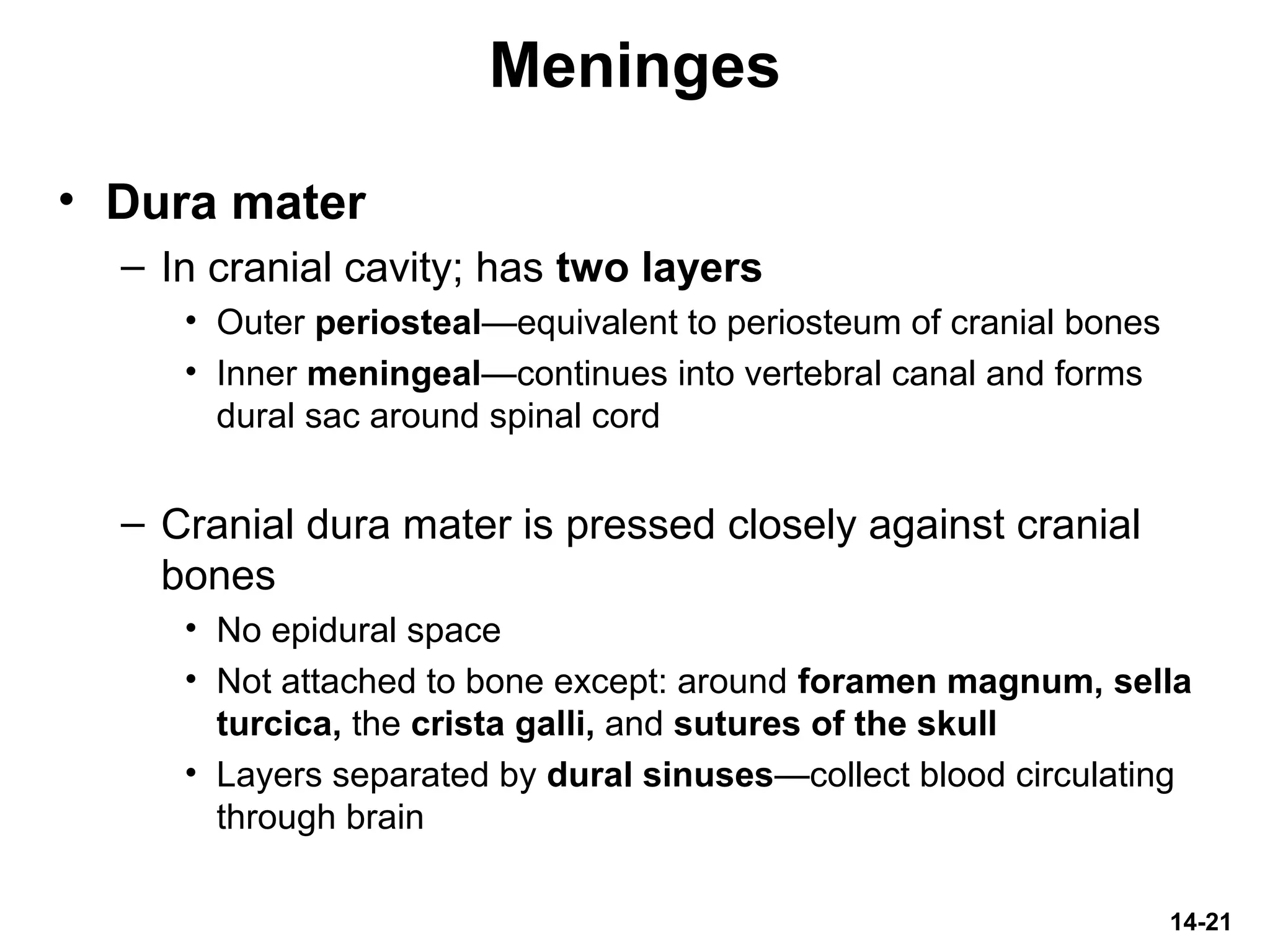 14-21
Meninges
• Dura mater
– In cranial cavity; has two layers
• Outer periosteal—equivalent to periosteum of cranial bones
• Inner meningeal—continues into vertebral canal and forms
dural sac around spinal cord
– Cranial dura mater is pressed closely against cranial
bones
• No epidural space
• Not attached to bone except: around foramen magnum, sella
turcica, the crista galli, and sutures of the skull
• Layers separated by dural sinuses—collect blood circulating
through brain
 