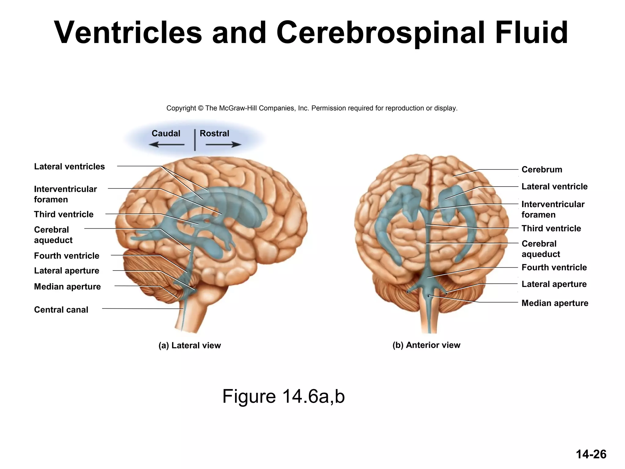 14-26
Ventricles and Cerebrospinal Fluid
Figure 14.6a,b
Copyright © The McGraw-Hill Companies, Inc. Permission required for reproduction or display.
Lateral ventricles
Central canal
Lateral aperture
Fourth ventricle
Third ventricle
Median aperture
Lateral ventricle
Third ventricle
Cerebrum
Lateral aperture
Fourth ventricle
Median aperture
(a) Lateral view
Caudal Rostral
Interventricular
foramen
Cerebral
aqueduct
Interventricular
foramen
Cerebral
aqueduct
(b) Anterior view
 