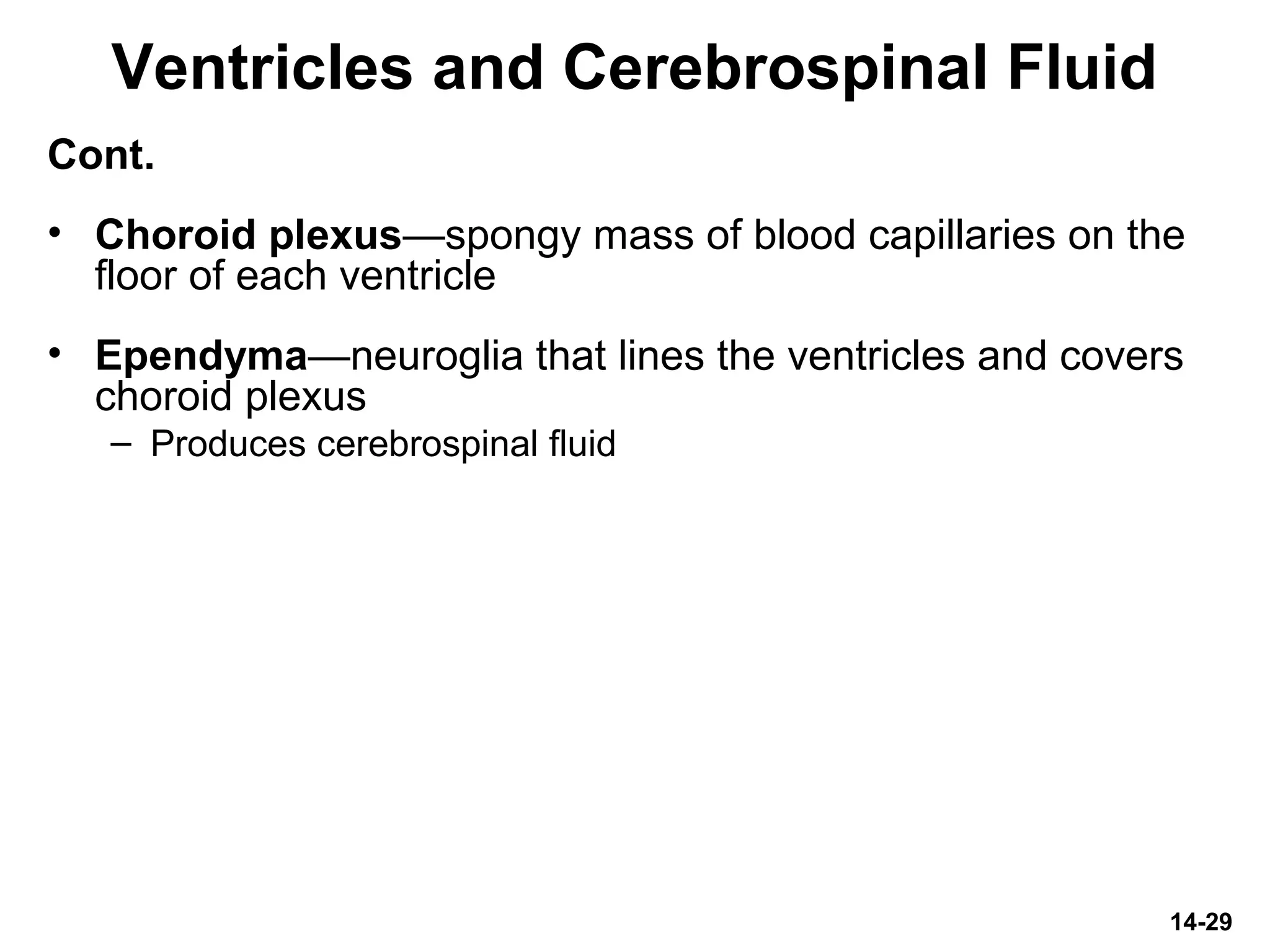 14-29
Ventricles and Cerebrospinal Fluid
Cont.
• Choroid plexus—spongy mass of blood capillaries on the
floor of each ventricle
• Ependyma—neuroglia that lines the ventricles and covers
choroid plexus
– Produces cerebrospinal fluid
 