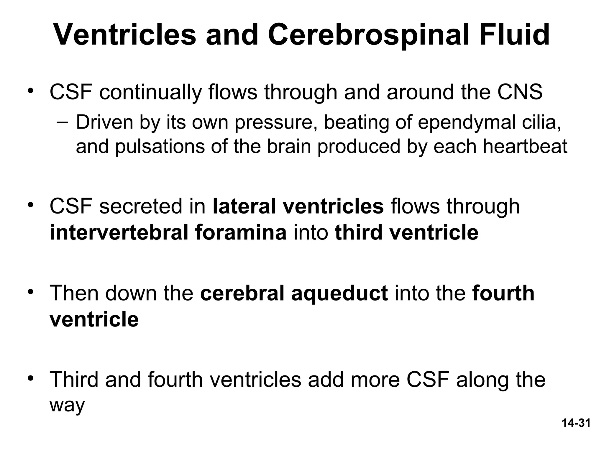 14-31
Ventricles and Cerebrospinal Fluid
• CSF continually flows through and around the CNS
– Driven by its own pressure, beating of ependymal cilia,
and pulsations of the brain produced by each heartbeat
• CSF secreted in lateral ventricles flows through
intervertebral foramina into third ventricle
• Then down the cerebral aqueduct into the fourth
ventricle
• Third and fourth ventricles add more CSF along the
way
 