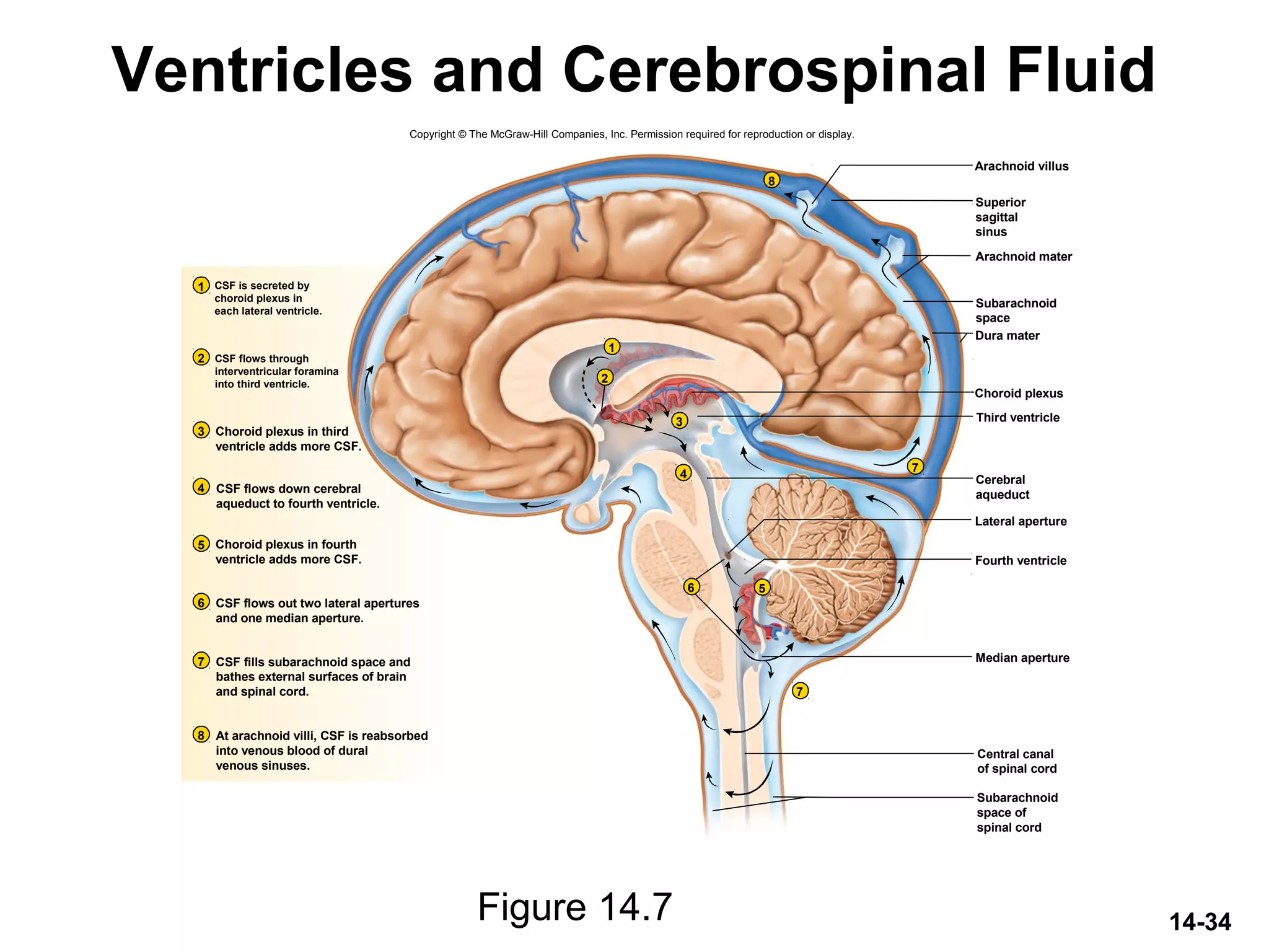 14-34
Ventricles and Cerebrospinal Fluid
Figure 14.7
Copyright © The McGraw-Hill Companies, Inc. Permission required for reproduction or display.
Arachnoid villus
Choroid plexus
Third ventricle
Lateral aperture
Fourth ventricle
Median aperture
Dura mater
Arachnoid mater
1
2
3
4
56
7
7
8
1
2
3
4
5
6
7
8
Superior
sagittal
sinus
Subarachnoid
space
Cerebral
aqueduct
Central canal
of spinal cord
Subarachnoid
space of
spinal cord
CSF is secreted by
choroid plexus in
each lateral ventricle.
CSF flows through
interventricular foramina
into third ventricle.
Choroid plexus in third
ventricle adds more CSF.
CSF flows down cerebral
aqueduct to fourth ventricle.
Choroid plexus in fourth
ventricle adds more CSF.
CSF fills subarachnoid space and
bathes external surfaces of brain
and spinal cord.
At arachnoid villi, CSF is reabsorbed
into venous blood of dural
venous sinuses.
CSF flows out two lateral apertures
and one median aperture.
 