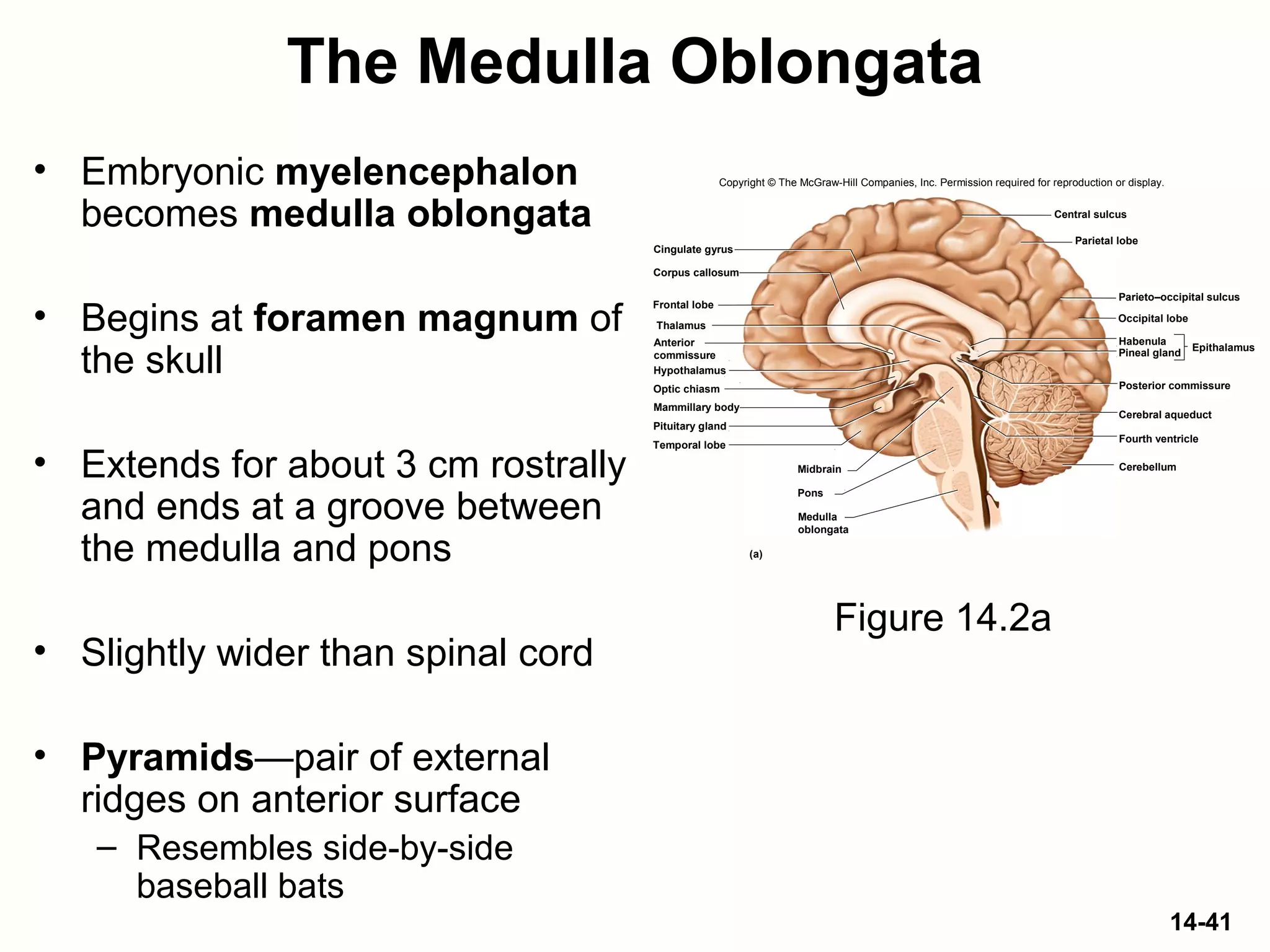 14-41
The Medulla Oblongata
• Embryonic myelencephalon
becomes medulla oblongata
• Begins at foramen magnum of
the skull
• Extends for about 3 cm rostrally
and ends at a groove between
the medulla and pons
• Slightly wider than spinal cord
• Pyramids—pair of external
ridges on anterior surface
– Resembles side-by-side
baseball bats
Figure 14.2a
Copyright © The McGraw-Hill Companies, Inc. Permission required for reproduction or display.
Thalamus
Hypothalamus
Frontal lobe
Corpus callosum
Cingulate gyrus
Optic chiasm
Pituitary gland
Mammillary body
Midbrain
Pons
Central sulcus
Parietal lobe
Parieto–occipital sulcus
Occipital lobe
Pineal gland
Habenula
Posterior commissure
Cerebral aqueduct
Fourth ventricle
Cerebellum
(a)
EpithalamusAnterior
commissure
Temporal lobe
Medulla
oblongata
 