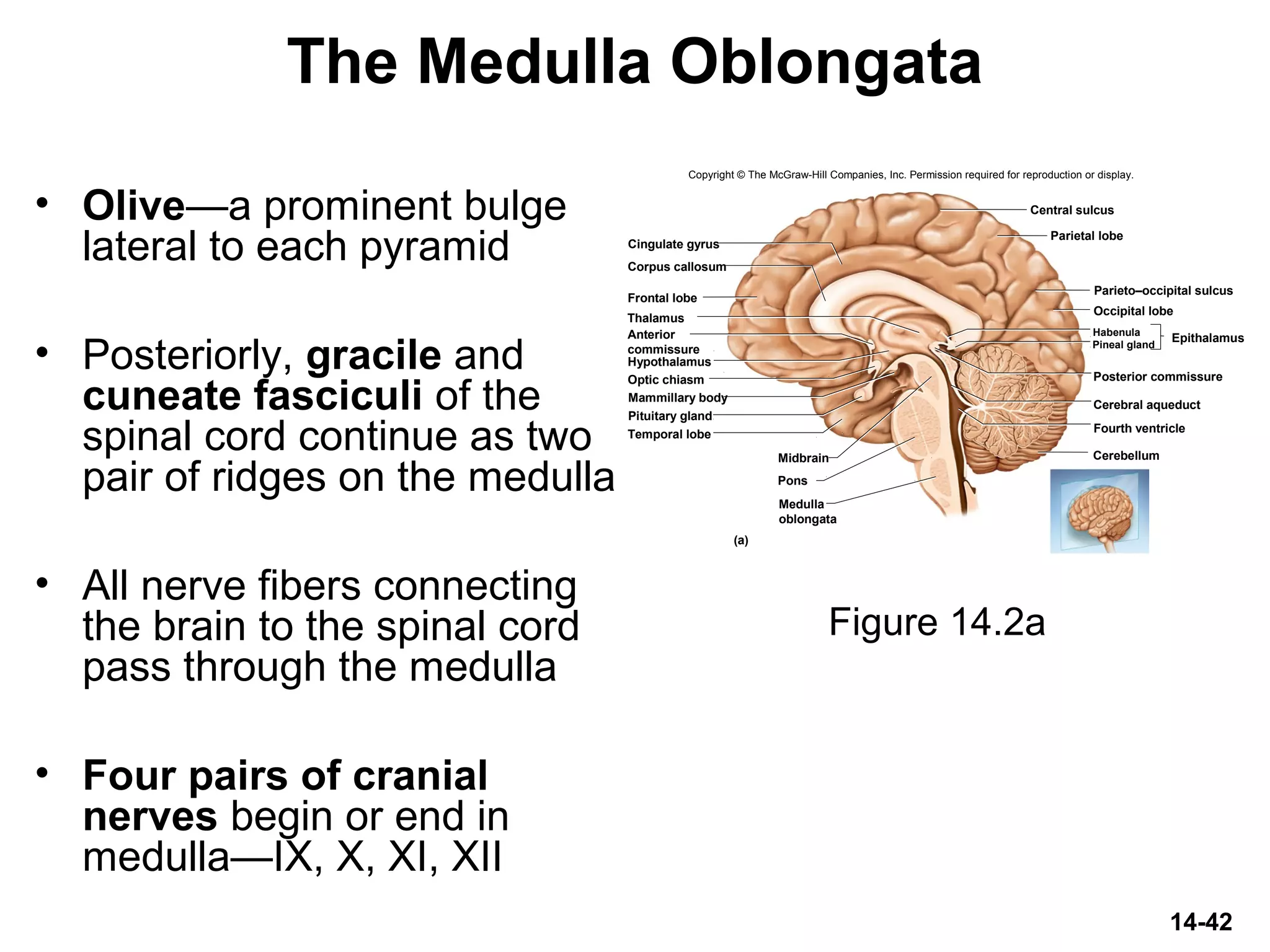 14-42
The Medulla Oblongata
• Olive—a prominent bulge
lateral to each pyramid
• Posteriorly, gracile and
cuneate fasciculi of the
spinal cord continue as two
pair of ridges on the medulla
• All nerve fibers connecting
the brain to the spinal cord
pass through the medulla
• Four pairs of cranial
nerves begin or end in
medulla—IX, X, XI, XII
Figure 14.2a
Copyright © The McGraw-Hill Companies, Inc. Permission required for reproduction or display.
Thalamus
Hypothalamus
Frontal lobe
Corpus callosum
Cingulate gyrus
Optic chiasm
Pituitary gland
Mammillary body
Midbrain
Pons
Central sulcus
Parietal lobe
Parieto–occipital sulcus
Occipital lobe
Pineal gland
Habenula
Posterior commissure
Cerebral aqueduct
Fourth ventricle
Cerebellum
(a)
EpithalamusAnterior
commissure
Temporal lobe
Medulla
oblongata
 