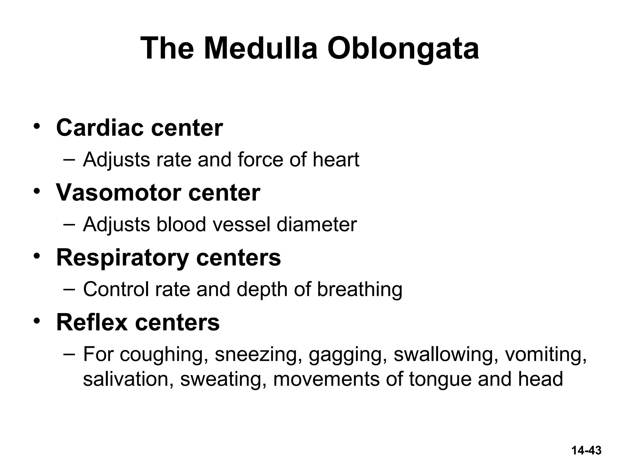 14-43
The Medulla Oblongata
• Cardiac center
– Adjusts rate and force of heart
• Vasomotor center
– Adjusts blood vessel diameter
• Respiratory centers
– Control rate and depth of breathing
• Reflex centers
– For coughing, sneezing, gagging, swallowing, vomiting,
salivation, sweating, movements of tongue and head
 
