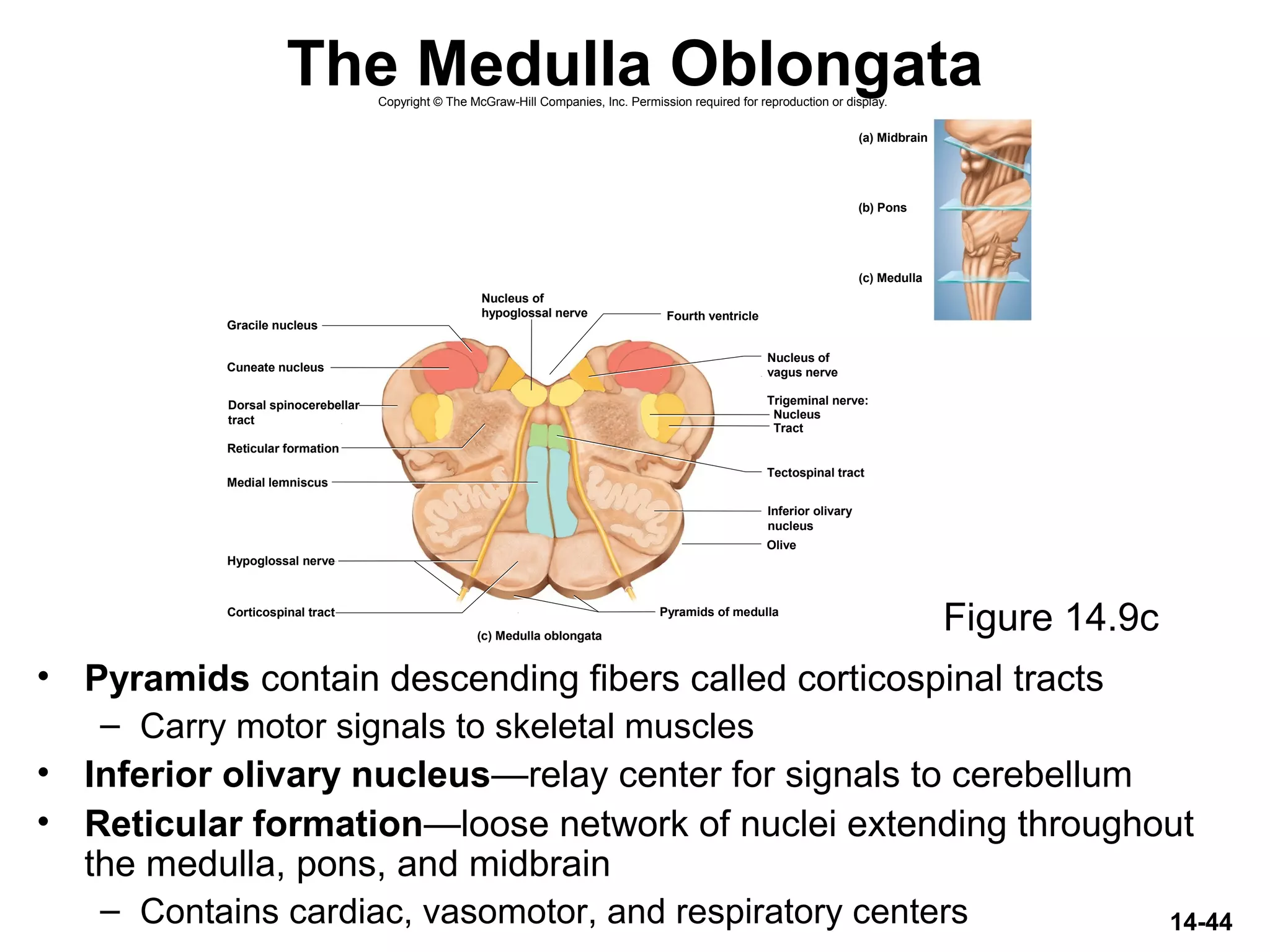14-44
The Medulla Oblongata
• Pyramids contain descending fibers called corticospinal tracts
– Carry motor signals to skeletal muscles
• Inferior olivary nucleus—relay center for signals to cerebellum
• Reticular formation—loose network of nuclei extending throughout
the medulla, pons, and midbrain
– Contains cardiac, vasomotor, and respiratory centers
Figure 14.9c
Copyright © The McGraw-Hill Companies, Inc. Permission required for reproduction or display.
Hypoglossal nerve
Medial lemniscus
Tectospinal tract
Nucleus
Tract
Gracile nucleus
Cuneate nucleus
Olive
Pyramids of medullaCorticospinal tract
Trigeminal nerve:
Fourth ventricle
Reticular formation
(a) Midbrain
(c) Medulla oblongata
(c) Medulla
(b) Pons
Nucleus of
hypoglossal nerve
Dorsal spinocerebellar
tract
Nucleus of
vagus nerve
Inferior olivary
nucleus
 