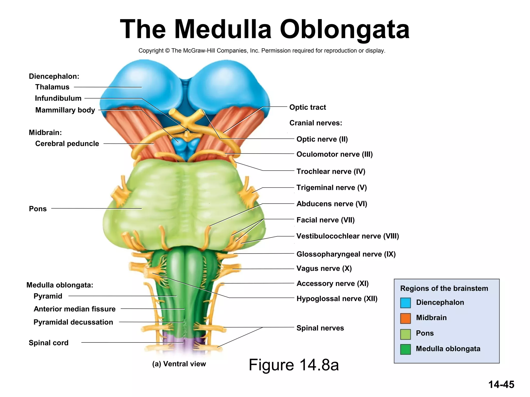 Copyright © The McGraw-Hill Companies, Inc. Permission required for reproduction or display.
Diencephalon:
Midbrain:
Thalamus
Optic tract
Cranial nerves:
Oculomotor nerve (III)
Optic nerve (II)
Trochlear nerve (IV)
Trigeminal nerve (V)
Abducens nerve (VI)
Facial nerve (VII)
Vestibulocochlear nerve (VIII)
Glossopharyngeal nerve (IX)
Vagus nerve (X)
Accessory nerve (XI)
Hypoglossal nerve (XII)
Spinal nerves
Infundibulum
Mammillary body
Cerebral peduncle
Pyramid
Anterior median fissure
Pyramidal decussation
Spinal cord
(a) Ventral view
Pons
Medulla oblongata: Regions of the brainstem
Midbrain
Diencephalon
Pons
Medulla oblongata
14-45
The Medulla Oblongata
Figure 14.8a
 