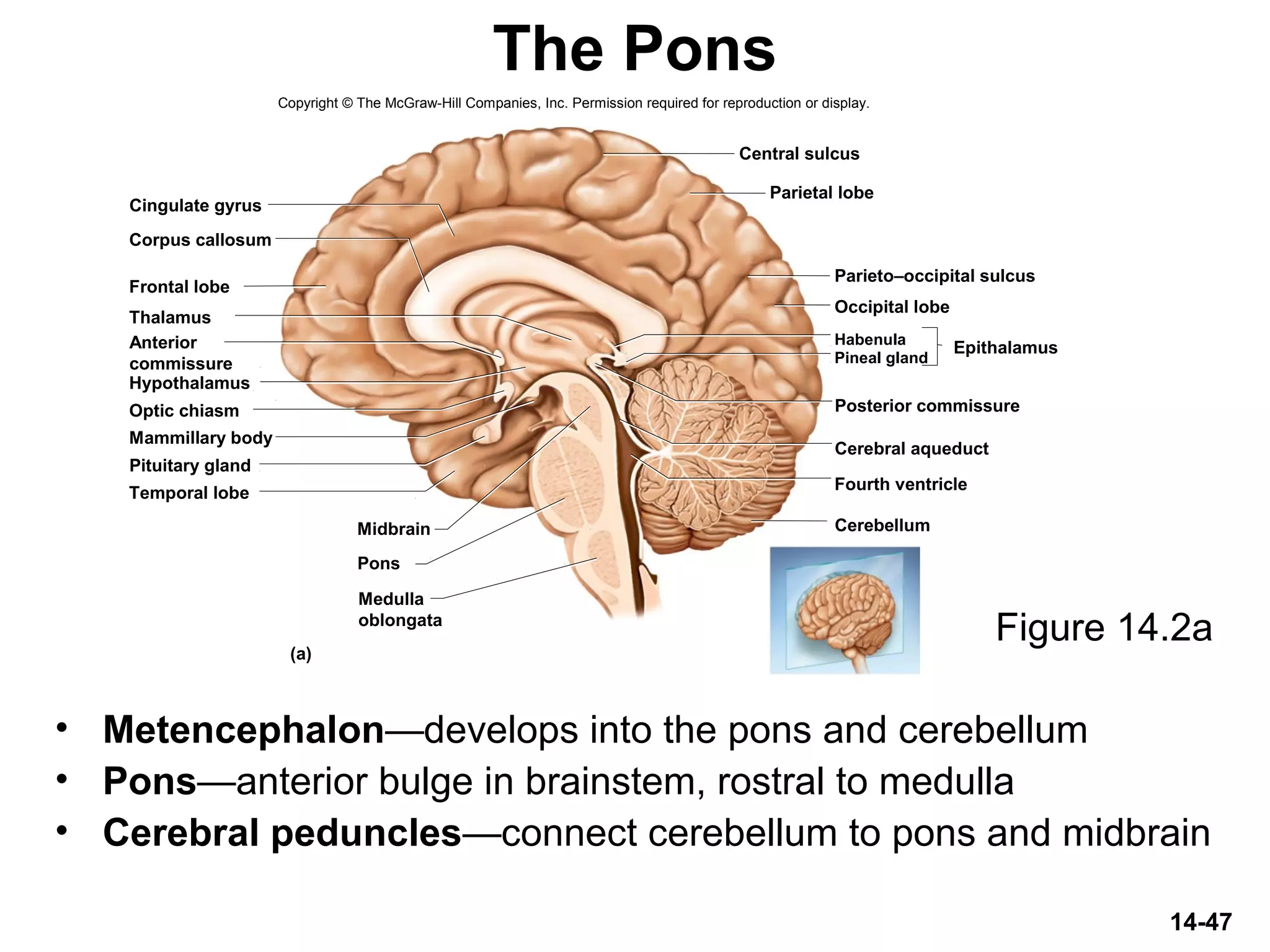 Thalamus
Hypothalamus
Frontal lobe
Corpus callosum
Cingulate gyrus
Optic chiasm
Pituitary gland
Mammillary body
Midbrain
Pons
Central sulcus
Parietal lobe
Parieto–occipital sulcus
Occipital lobe
Pineal gland
Habenula
Posterior commissure
Cerebral aqueduct
Fourth ventricle
Cerebellum
(a)
EpithalamusAnterior
commissure
Temporal lobe
Medulla
oblongata
14-47
The Pons
Figure 14.2a
• Metencephalon—develops into the pons and cerebellum
• Pons—anterior bulge in brainstem, rostral to medulla
• Cerebral peduncles—connect cerebellum to pons and midbrain
Copyright © The McGraw-Hill Companies, Inc. Permission required for reproduction or display.
 