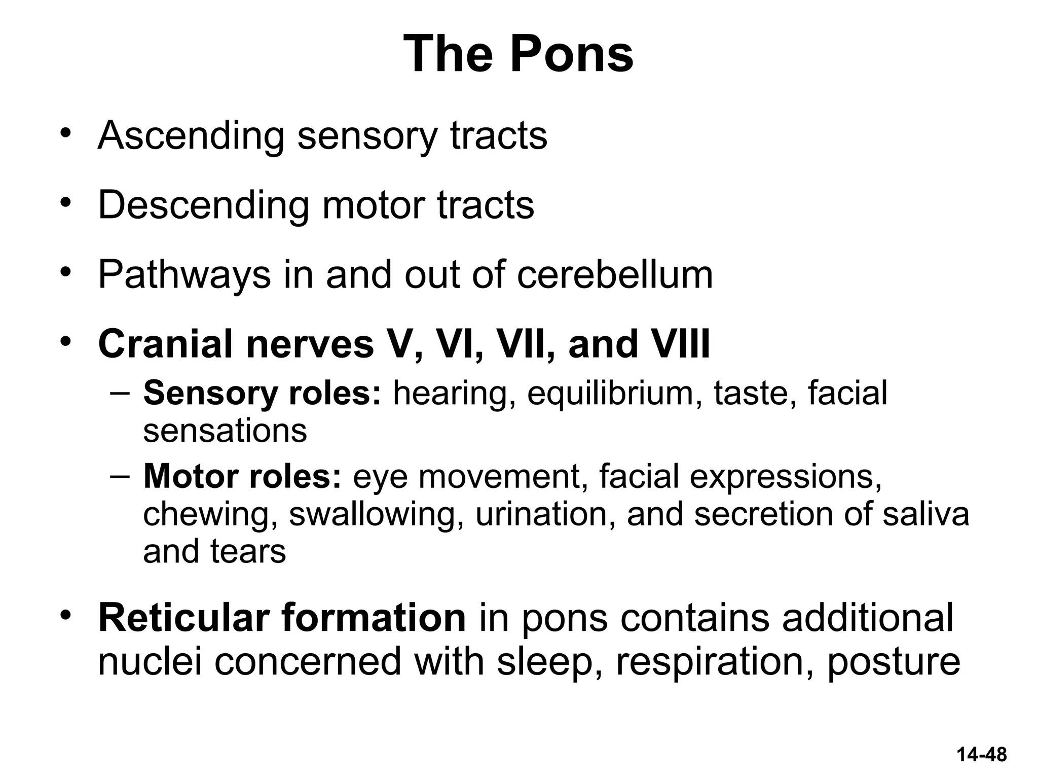 14-48
The Pons
• Ascending sensory tracts
• Descending motor tracts
• Pathways in and out of cerebellum
• Cranial nerves V, VI, VII, and VIII
– Sensory roles: hearing, equilibrium, taste, facial
sensations
– Motor roles: eye movement, facial expressions,
chewing, swallowing, urination, and secretion of saliva
and tears
• Reticular formation in pons contains additional
nuclei concerned with sleep, respiration, posture
 