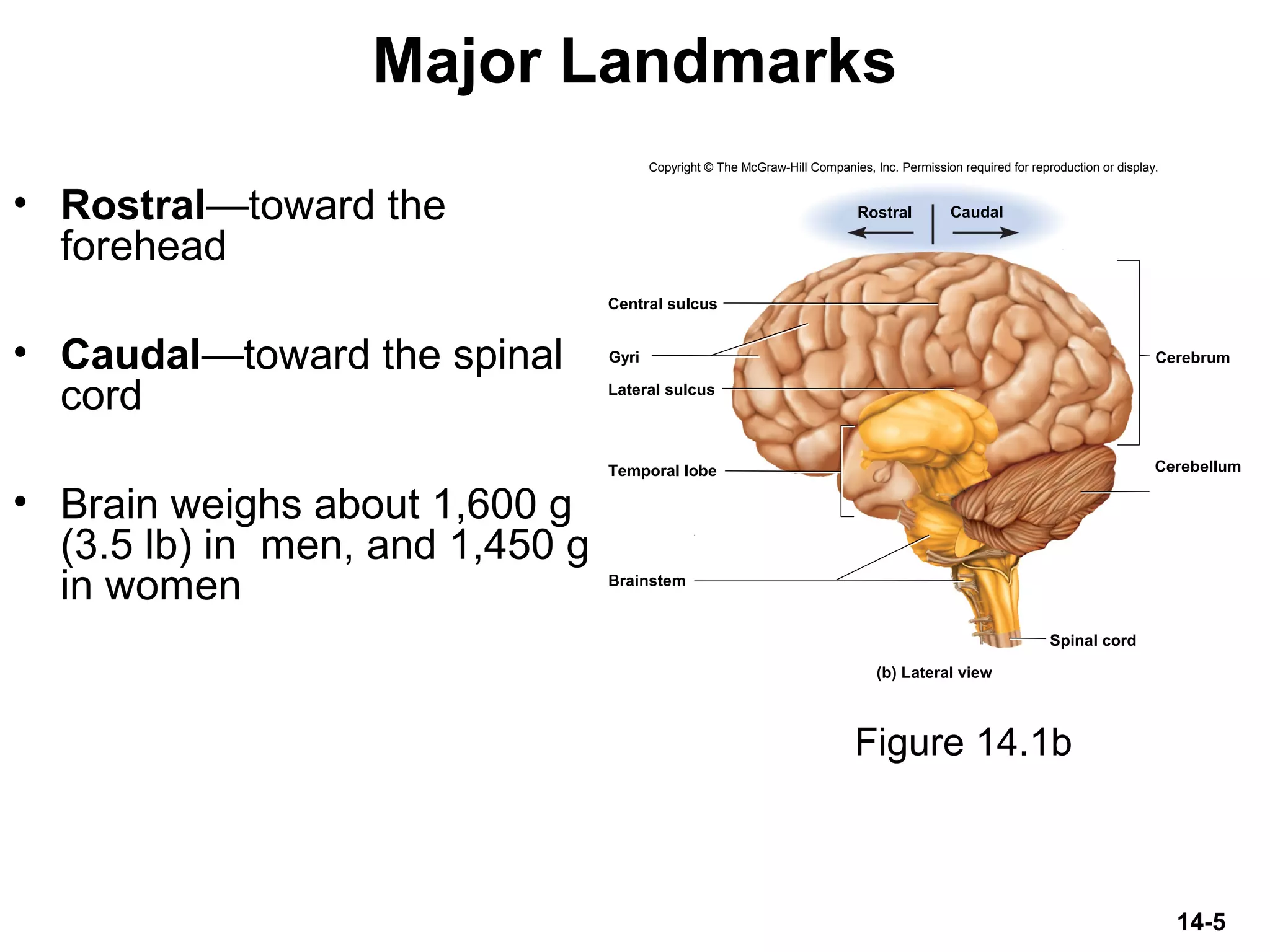 14-5
Major Landmarks
• Rostral—toward the
forehead
• Caudal—toward the spinal
cord
• Brain weighs about 1,600 g
(3.5 lb) in men, and 1,450 g
in women
Figure 14.1b
Brainstem
Cerebellum
Cerebrum
Spinal cord
Rostral Caudal
Central sulcus
Lateral sulcus
Gyri
(b) Lateral view
Temporal lobe
Copyright © The McGraw-Hill Companies, Inc. Permission required for reproduction or display.
 
