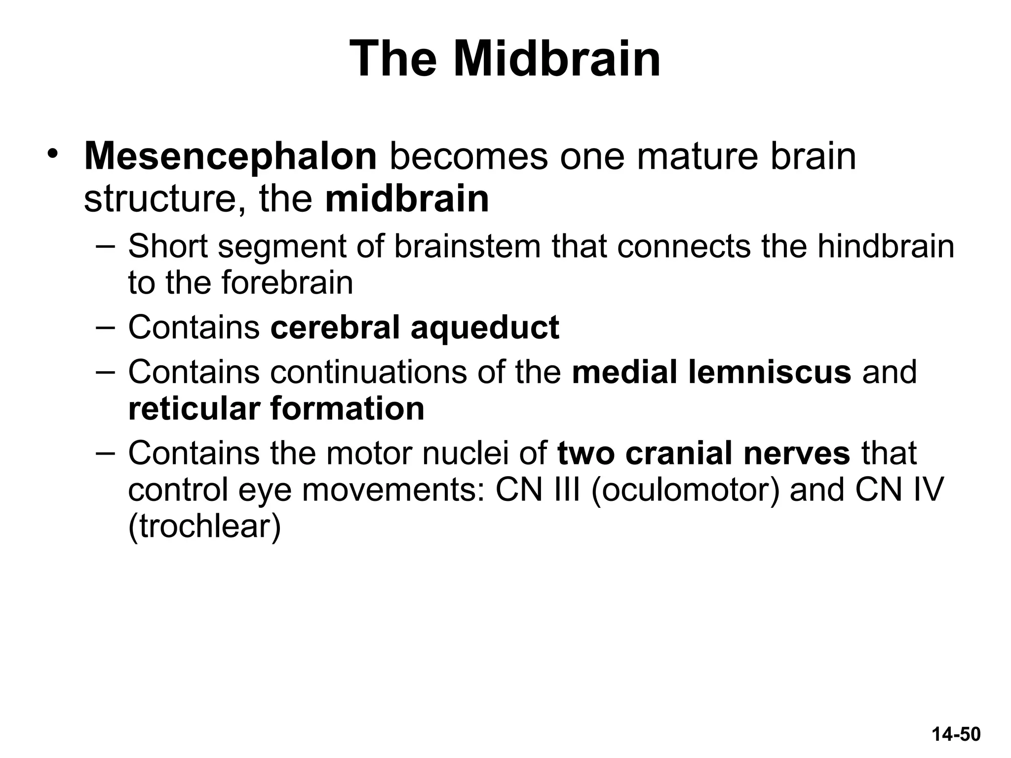 14-50
The Midbrain
• Mesencephalon becomes one mature brain
structure, the midbrain
– Short segment of brainstem that connects the hindbrain
to the forebrain
– Contains cerebral aqueduct
– Contains continuations of the medial lemniscus and
reticular formation
– Contains the motor nuclei of two cranial nerves that
control eye movements: CN III (oculomotor) and CN IV
(trochlear)
 