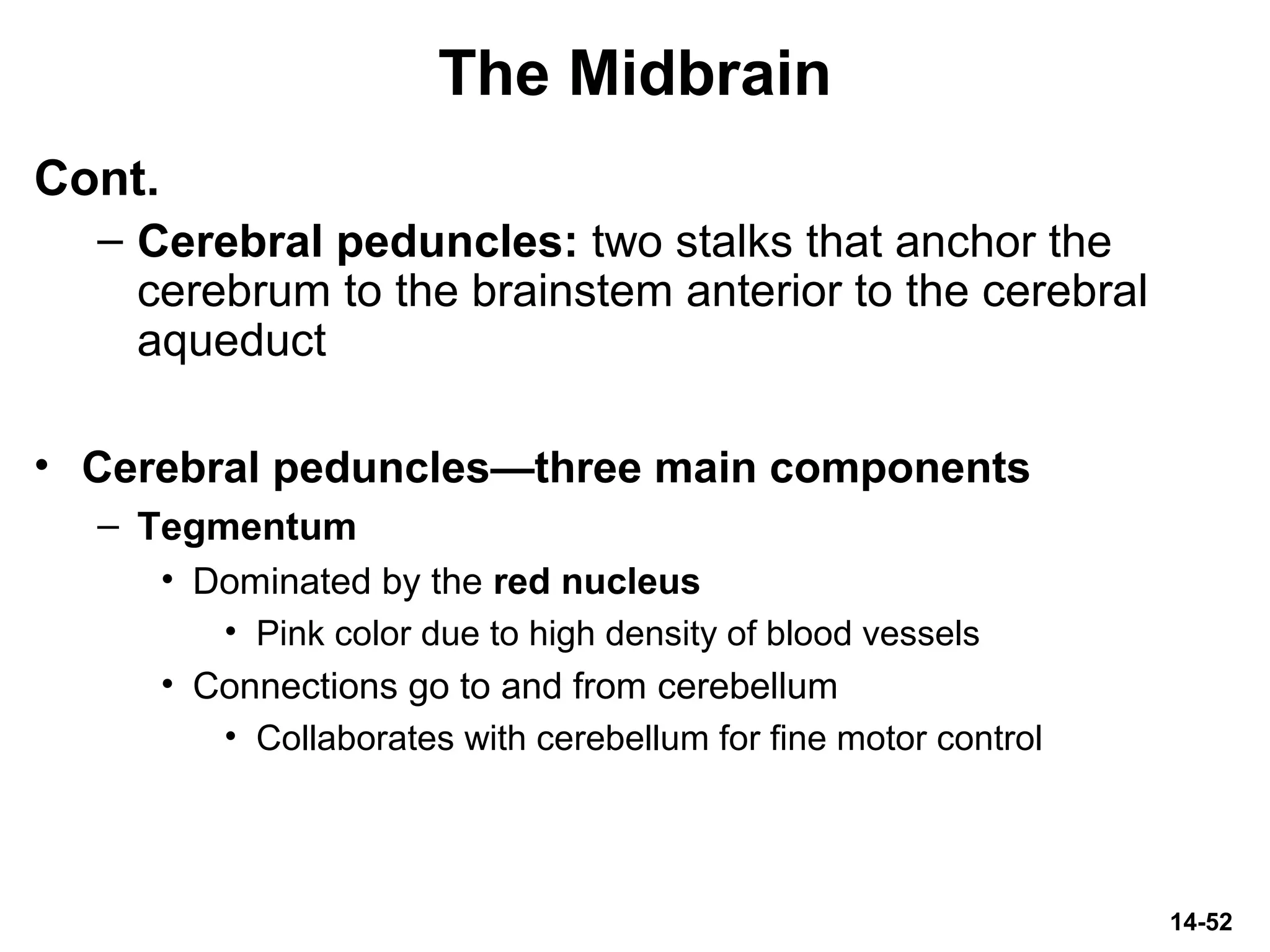 14-52
The Midbrain
Cont.
– Cerebral peduncles: two stalks that anchor the
cerebrum to the brainstem anterior to the cerebral
aqueduct
• Cerebral peduncles—three main components
– Tegmentum
• Dominated by the red nucleus
• Pink color due to high density of blood vessels
• Connections go to and from cerebellum
• Collaborates with cerebellum for fine motor control
 