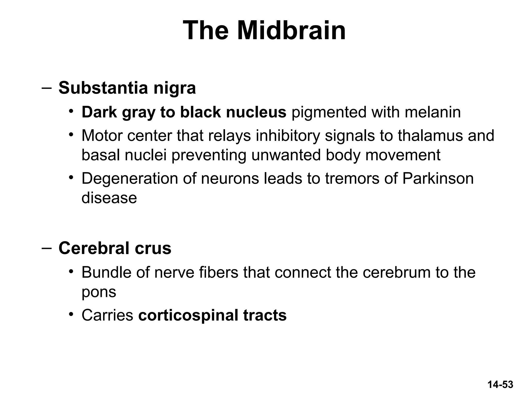 14-53
The Midbrain
– Substantia nigra
• Dark gray to black nucleus pigmented with melanin
• Motor center that relays inhibitory signals to thalamus and
basal nuclei preventing unwanted body movement
• Degeneration of neurons leads to tremors of Parkinson
disease
– Cerebral crus
• Bundle of nerve fibers that connect the cerebrum to the
pons
• Carries corticospinal tracts
 