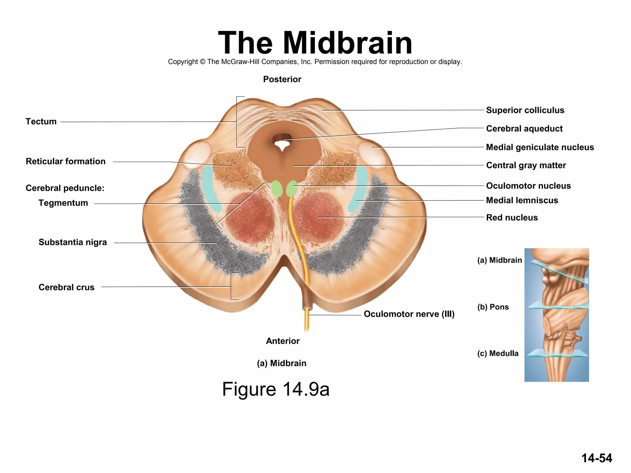 14-54
The Midbrain
Figure 14.9a
Copyright © The McGraw-Hill Companies, Inc. Permission required for reproduction or display.
Tegmentum
Cerebral peduncle:
Cerebral crus
Tectum
Superior colliculus
Cerebral aqueduct
Medial geniculate nucleus
Reticular formation Central gray matter
Oculomotor nucleus
Medial lemniscus
Red nucleus
Substantia nigra
Oculomotor nerve (III)
Posterior
Anterior
(a) Midbrain
(a) Midbrain
(c) Medulla
(b) Pons
 