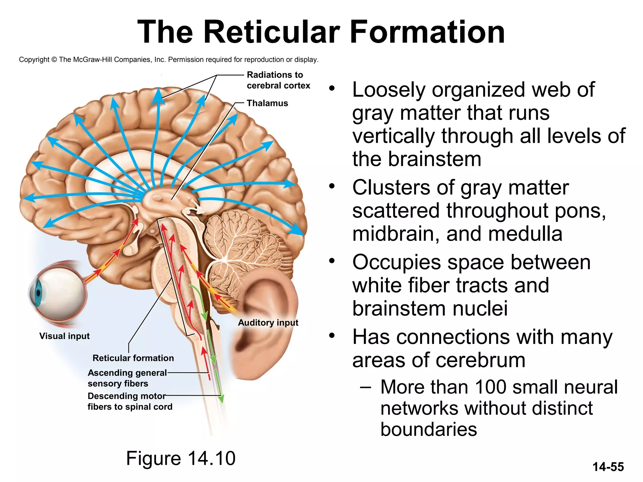 14-55
The Reticular Formation
• Loosely organized web of
gray matter that runs
vertically through all levels of
the brainstem
• Clusters of gray matter
scattered throughout pons,
midbrain, and medulla
• Occupies space between
white fiber tracts and
brainstem nuclei
• Has connections with many
areas of cerebrum
– More than 100 small neural
networks without distinct
boundaries
Figure 14.10
Copyright © The McGraw-Hill Companies, Inc. Permission required for reproduction or display.
Reticular formation
Auditory input
Thalamus
Visual input
Ascending general
sensory fibers
Descending motor
fibers to spinal cord
Radiations to
cerebral cortex
 
