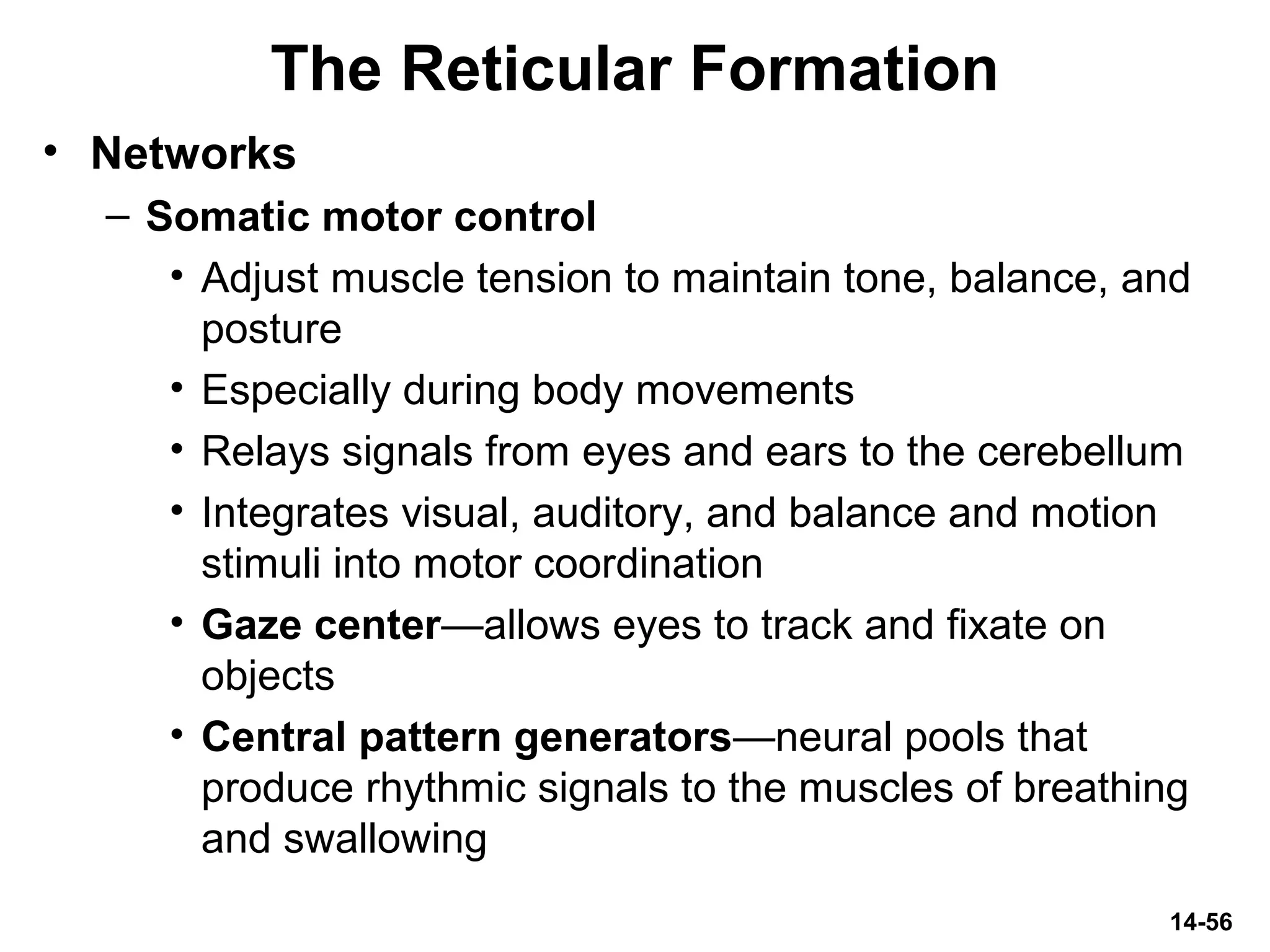 14-56
The Reticular Formation
• Networks
– Somatic motor control
• Adjust muscle tension to maintain tone, balance, and
posture
• Especially during body movements
• Relays signals from eyes and ears to the cerebellum
• Integrates visual, auditory, and balance and motion
stimuli into motor coordination
• Gaze center—allows eyes to track and fixate on
objects
• Central pattern generators—neural pools that
produce rhythmic signals to the muscles of breathing
and swallowing
 