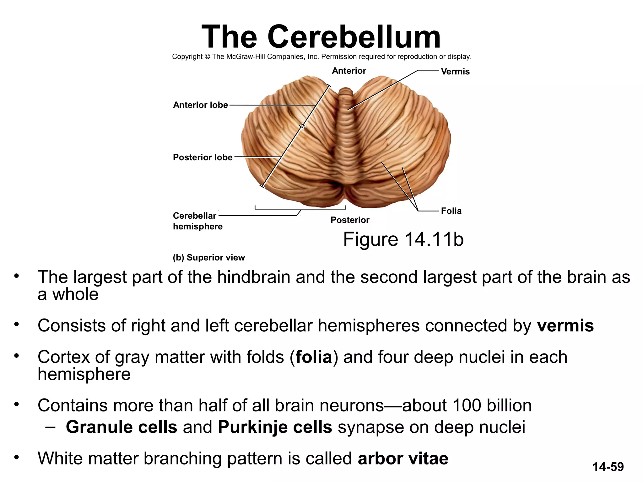 14-59
The Cerebellum
• The largest part of the hindbrain and the second largest part of the brain as
a whole
• Consists of right and left cerebellar hemispheres connected by vermis
• Cortex of gray matter with folds (folia) and four deep nuclei in each
hemisphere
• Contains more than half of all brain neurons—about 100 billion
– Granule cells and Purkinje cells synapse on deep nuclei
• White matter branching pattern is called arbor vitae
Figure 14.11b
(b) Superior view
Folia
Anterior
Posterior
Anterior lobe
Vermis
Posterior lobe
Cerebellar
hemisphere
Copyright © The McGraw-Hill Companies, Inc. Permission required for reproduction or display.
 