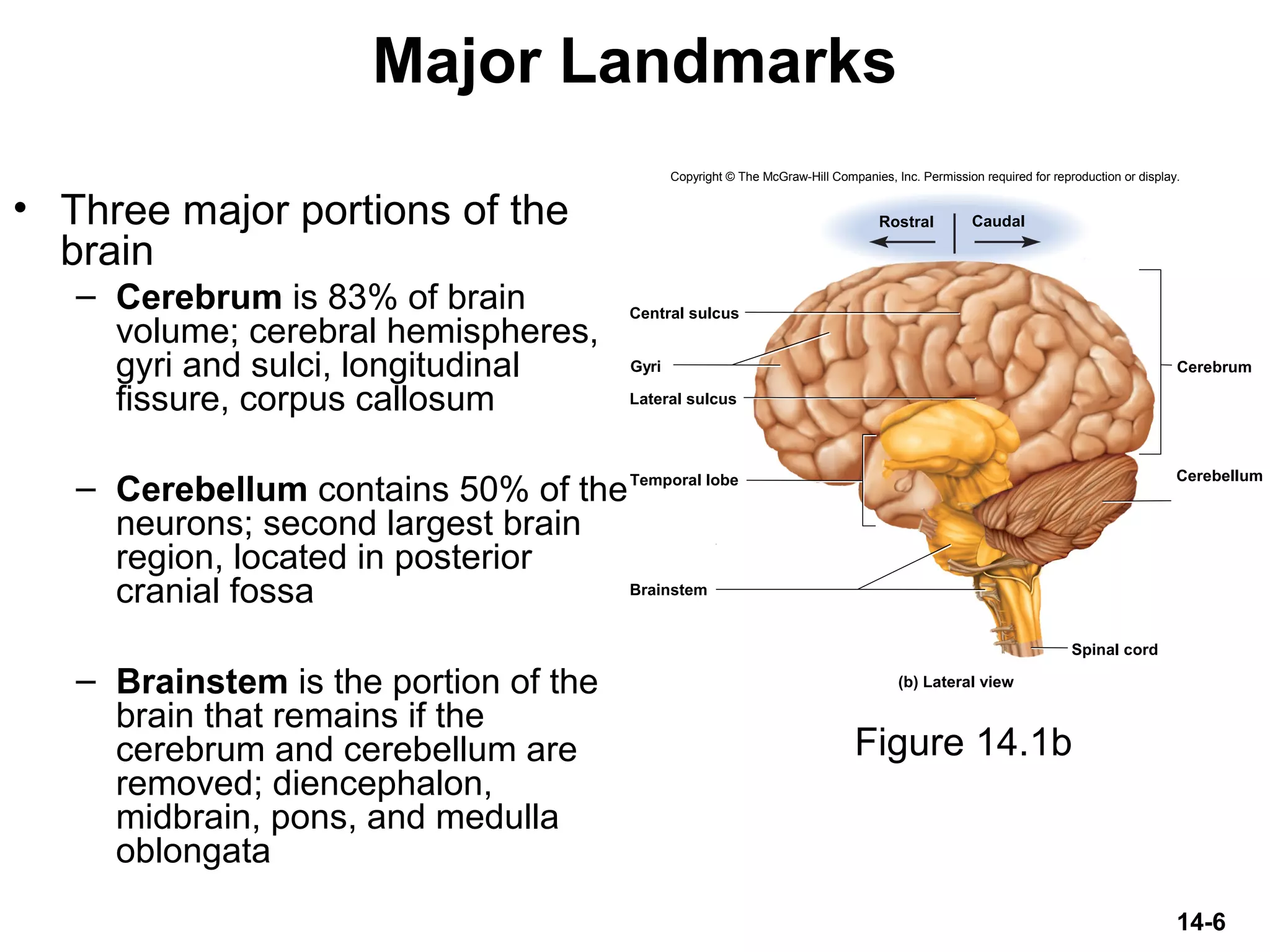 14-6
Major Landmarks
• Three major portions of the
brain
– Cerebrum is 83% of brain
volume; cerebral hemispheres,
gyri and sulci, longitudinal
fissure, corpus callosum
– Cerebellum contains 50% of the
neurons; second largest brain
region, located in posterior
cranial fossa
– Brainstem is the portion of the
brain that remains if the
cerebrum and cerebellum are
removed; diencephalon,
midbrain, pons, and medulla
oblongata
Figure 14.1b
Brainstem
Cerebellum
Cerebrum
Spinal cord
Rostral Caudal
Central sulcus
Lateral sulcus
Gyri
(b) Lateral view
Temporal lobe
Copyright © The McGraw-Hill Companies, Inc. Permission required for reproduction or display.
 