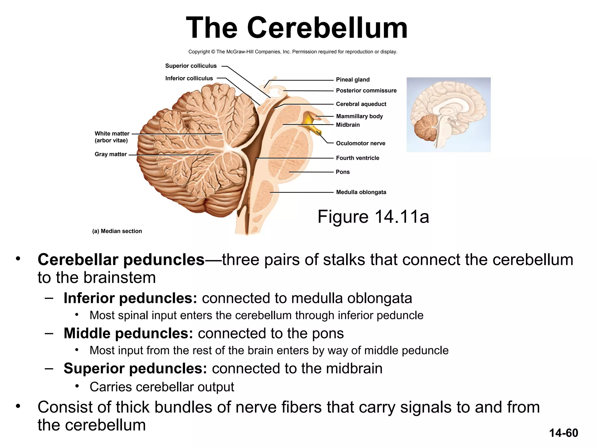 Copyright © The McGraw-Hill Companies, Inc. Permission required for reproduction or display.
Superior colliculus
Posterior commissure
Pineal glandInferior colliculus
Mammillary body
Midbrain
Cerebral aqueduct
Oculomotor nerve
Pons
Fourth ventricle
Medulla oblongata
Gray matter
(a) Median section
White matter
(arbor vitae)
14-60
The Cerebellum
• Cerebellar peduncles—three pairs of stalks that connect the cerebellum
to the brainstem
– Inferior peduncles: connected to medulla oblongata
• Most spinal input enters the cerebellum through inferior peduncle
– Middle peduncles: connected to the pons
• Most input from the rest of the brain enters by way of middle peduncle
– Superior peduncles: connected to the midbrain
• Carries cerebellar output
• Consist of thick bundles of nerve fibers that carry signals to and from
the cerebellum
Figure 14.11a
 