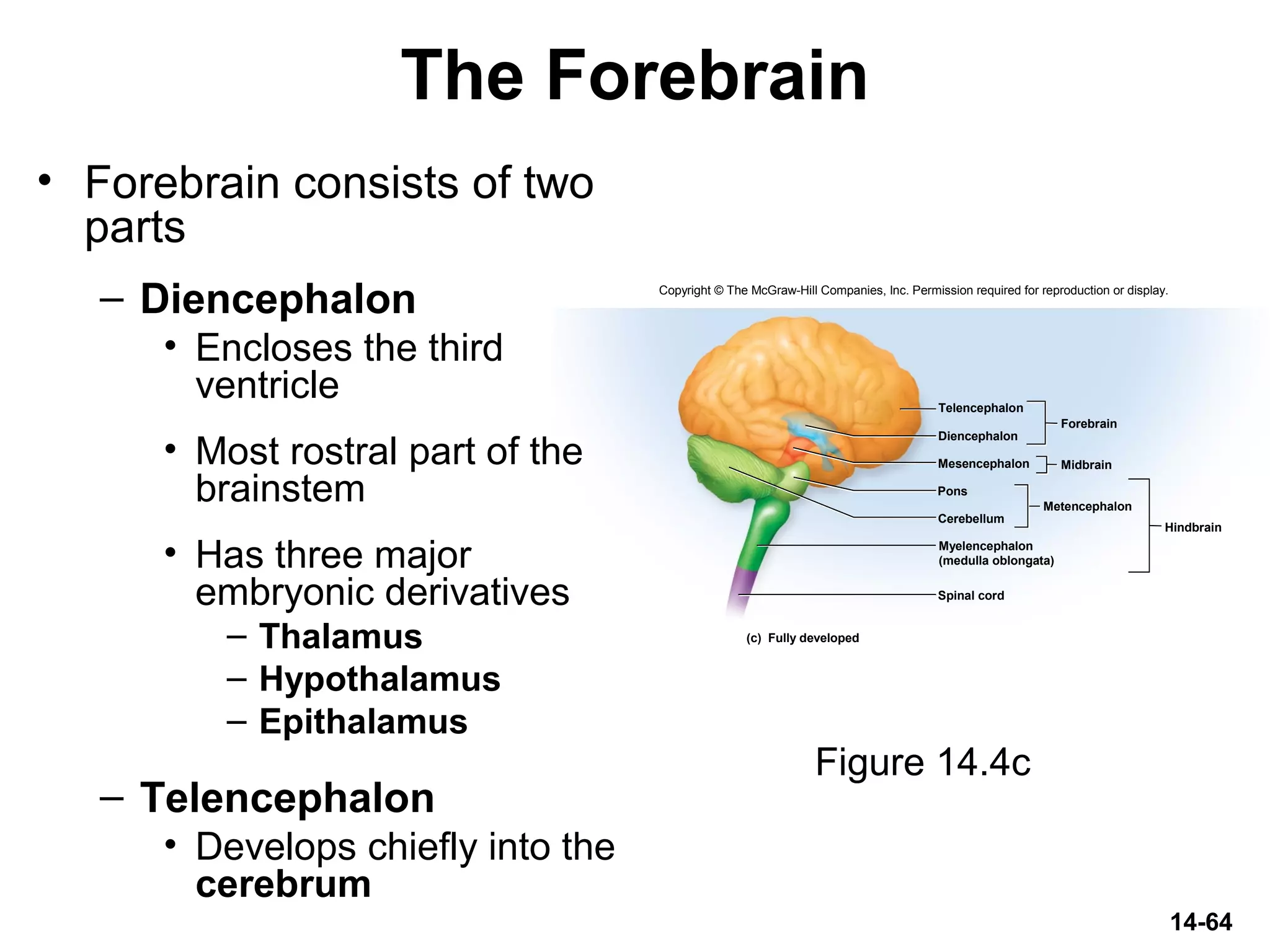 Copyright © The McGraw-Hill Companies, Inc. Permission required for reproduction or display.
Diencephalon
Mesencephalon
Forebrain
Pons
Cerebellum
Metencephalon
Spinal cord
Hindbrain
(c) Fully developed
Midbrain
Myelencephalon
(medulla oblongata)
Telencephalon
14-64
The Forebrain
• Forebrain consists of two
parts
– Diencephalon
• Encloses the third
ventricle
• Most rostral part of the
brainstem
• Has three major
embryonic derivatives
– Thalamus
– Hypothalamus
– Epithalamus
– Telencephalon
• Develops chiefly into the
cerebrum
Figure 14.4c
 