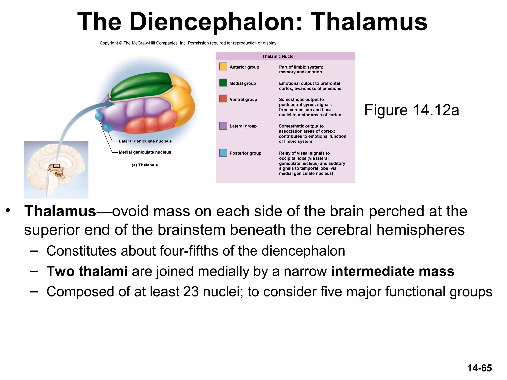 14-65
The Diencephalon: Thalamus
• Thalamus—ovoid mass on each side of the brain perched at the
superior end of the brainstem beneath the cerebral hemispheres
– Constitutes about four-fifths of the diencephalon
– Two thalami are joined medially by a narrow intermediate mass
– Composed of at least 23 nuclei; to consider five major functional groups
Figure 14.12a
Copyright © The McGraw-Hill Companies, Inc. Permission required for reproduction or display.
Part of limbic system;
memory and emotion
Emotional output to prefrontal
cortex; awareness of emotions
Somesthetic output to
postcentral gyrus; signals
from cerebellum and basal
nuclei to motor areas of cortex
Somesthetic output to
association areas of cortex;
contributes to emotional function
of limbic system
Relay of visual signals to
occipital lobe (via lateral
geniculate nucleus) and auditory
signals to temporal lobe (via
medial geniculate nucleus)
(a) Thalamus
Medial geniculate nucleus
Lateral geniculate nucleus
Thalamic Nuclei
Anterior group
Medial group
Ventral group
Lateral group
Posterior group
 