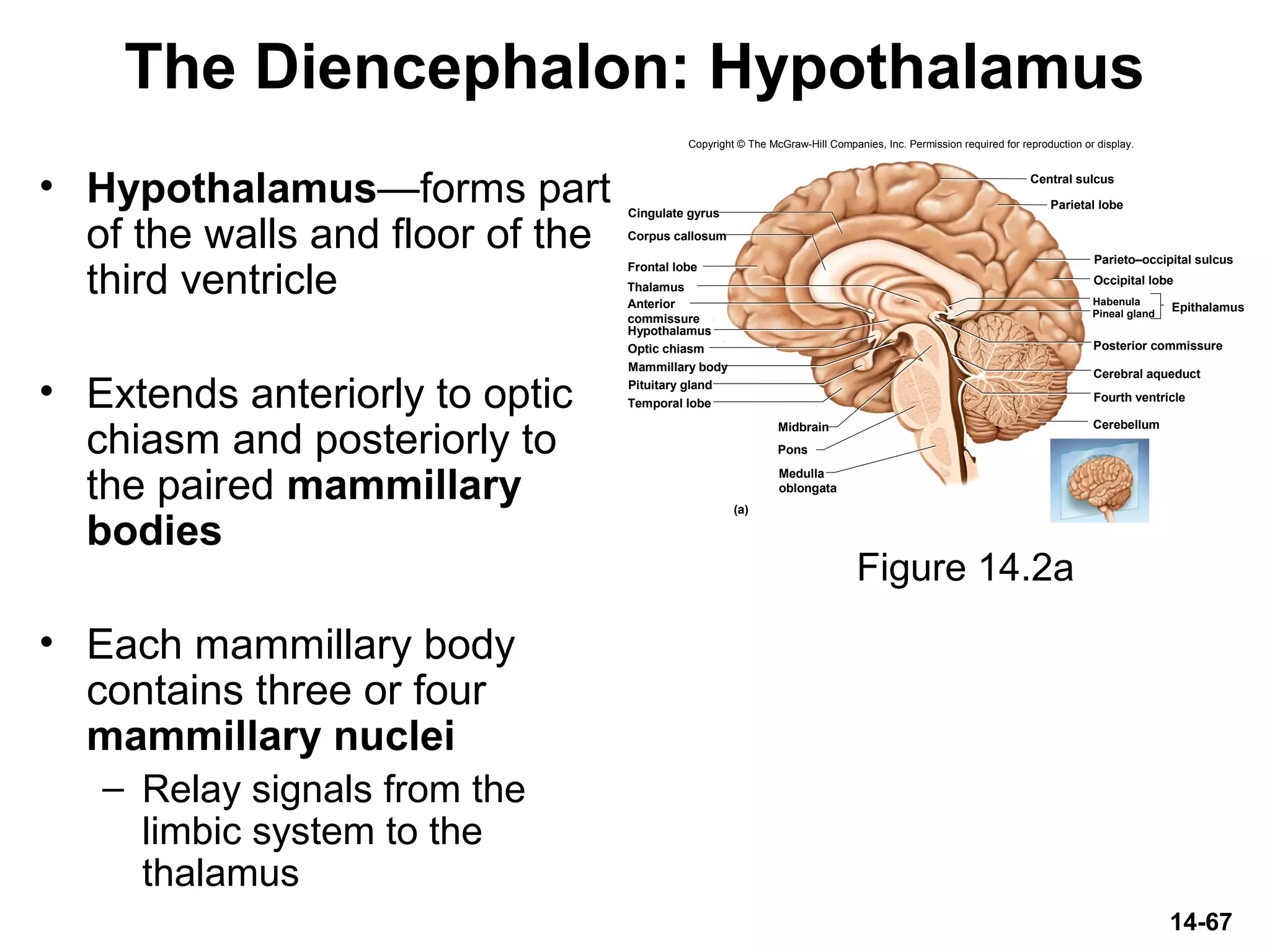 14-67
• Hypothalamus—forms part
of the walls and floor of the
third ventricle
• Extends anteriorly to optic
chiasm and posteriorly to
the paired mammillary
bodies
• Each mammillary body
contains three or four
mammillary nuclei
– Relay signals from the
limbic system to the
thalamus
The Diencephalon: Hypothalamus
Figure 14.2a
Copyright © The McGraw-Hill Companies, Inc. Permission required for reproduction or display.
Thalamus
Hypothalamus
Frontal lobe
Corpus callosum
Cingulate gyrus
Optic chiasm
Pituitary gland
Mammillary body
Midbrain
Pons
Central sulcus
Parietal lobe
Parieto–occipital sulcus
Occipital lobe
Pineal gland
Habenula
Posterior commissure
Cerebral aqueduct
Fourth ventricle
Cerebellum
(a)
EpithalamusAnterior
commissure
Temporal lobe
Medulla
oblongata
 