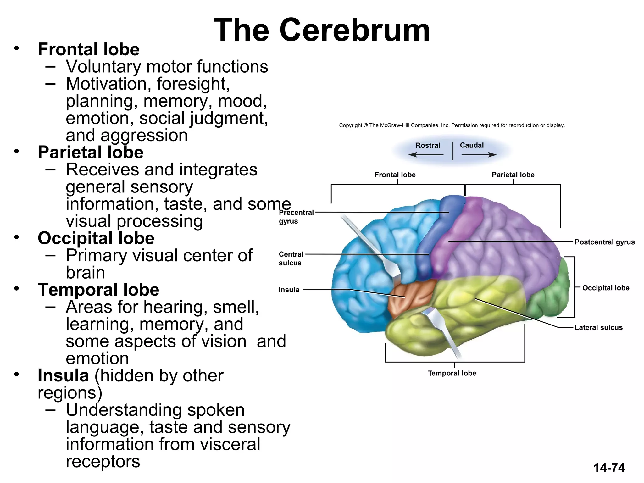 14-74
• Frontal lobe
– Voluntary motor functions
– Motivation, foresight,
planning, memory, mood,
emotion, social judgment,
and aggression
• Parietal lobe
– Receives and integrates
general sensory
information, taste, and some
visual processing
• Occipital lobe
– Primary visual center of
brain
• Temporal lobe
– Areas for hearing, smell,
learning, memory, and
some aspects of vision and
emotion
• Insula (hidden by other
regions)
– Understanding spoken
language, taste and sensory
information from visceral
receptors
The Cerebrum
Copyright © The McGraw-Hill Companies, Inc. Permission required for reproduction or display.
Postcentral gyrus
Occipital lobe
Temporal lobe
Lateral sulcus
Frontal lobe Parietal lobe
Insula
Rostral Caudal
Precentral
gyrus
Central
sulcus
 