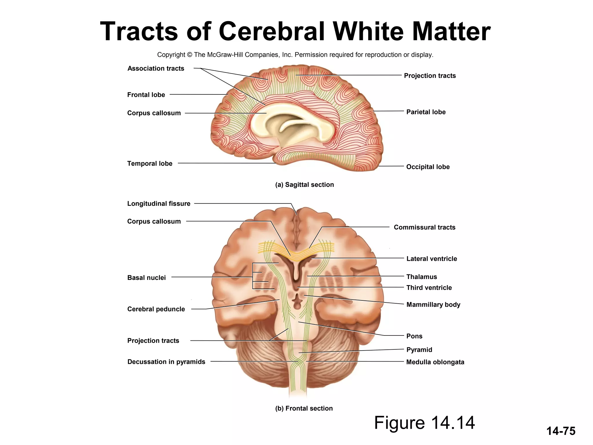 14-75
Tracts of Cerebral White Matter
Figure 14.14
Copyright © The McGraw-Hill Companies, Inc. Permission required for reproduction or display.
Projection tracts
Parietal lobe
Occipital lobe
Commissural tracts
Lateral ventricle
Third ventricle
Mammillary body
Pons
Pyramid
Medulla oblongata
Thalamus
Association tracts
Frontal lobe
Temporal lobe
Corpus callosum
Longitudinal fissure
Corpus callosum
Basal nuclei
Cerebral peduncle
Projection tracts
Decussation in pyramids
(b) Frontal section
(a) Sagittal section
 