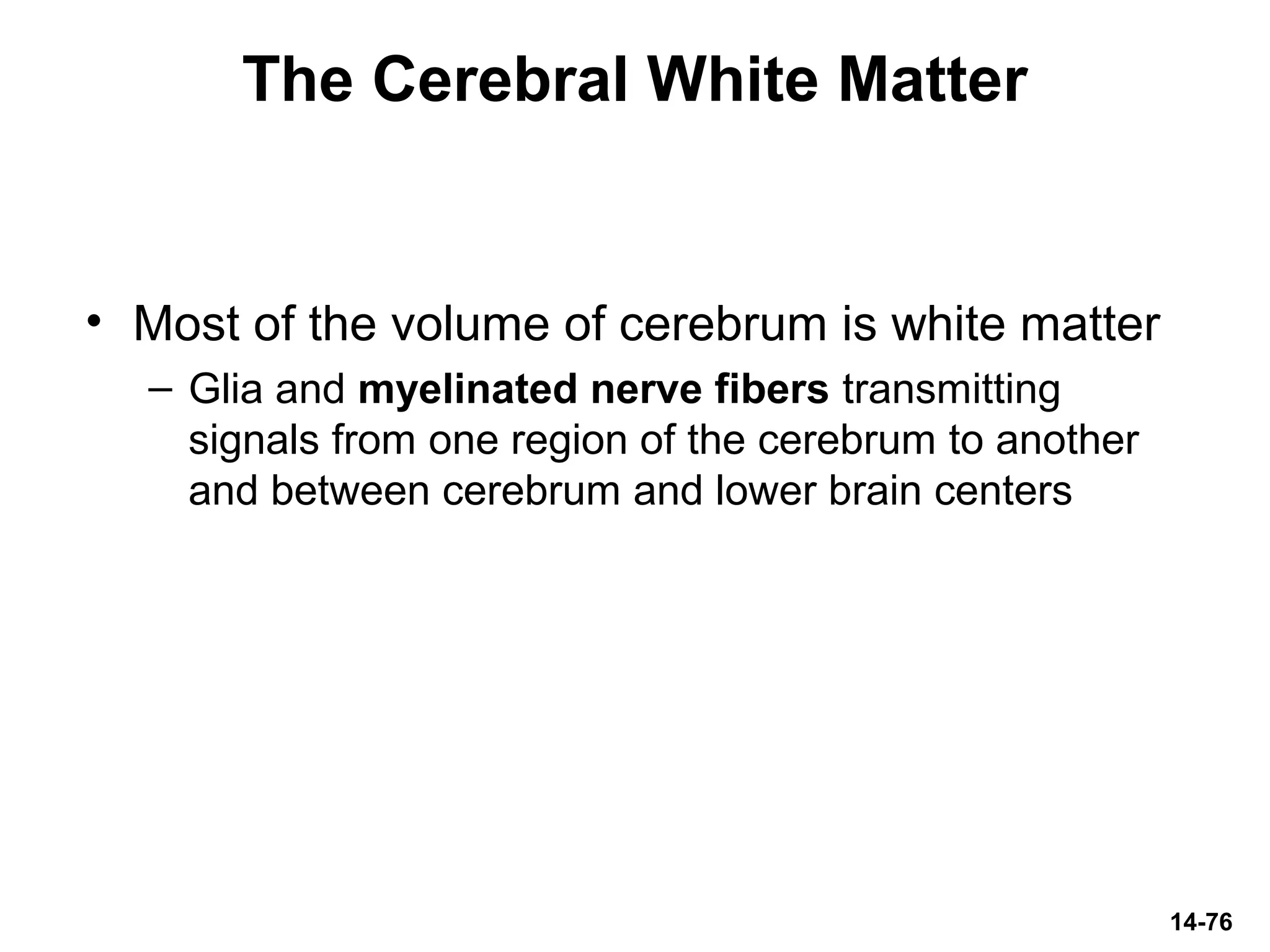 14-76
The Cerebral White Matter
• Most of the volume of cerebrum is white matter
– Glia and myelinated nerve fibers transmitting
signals from one region of the cerebrum to another
and between cerebrum and lower brain centers
 