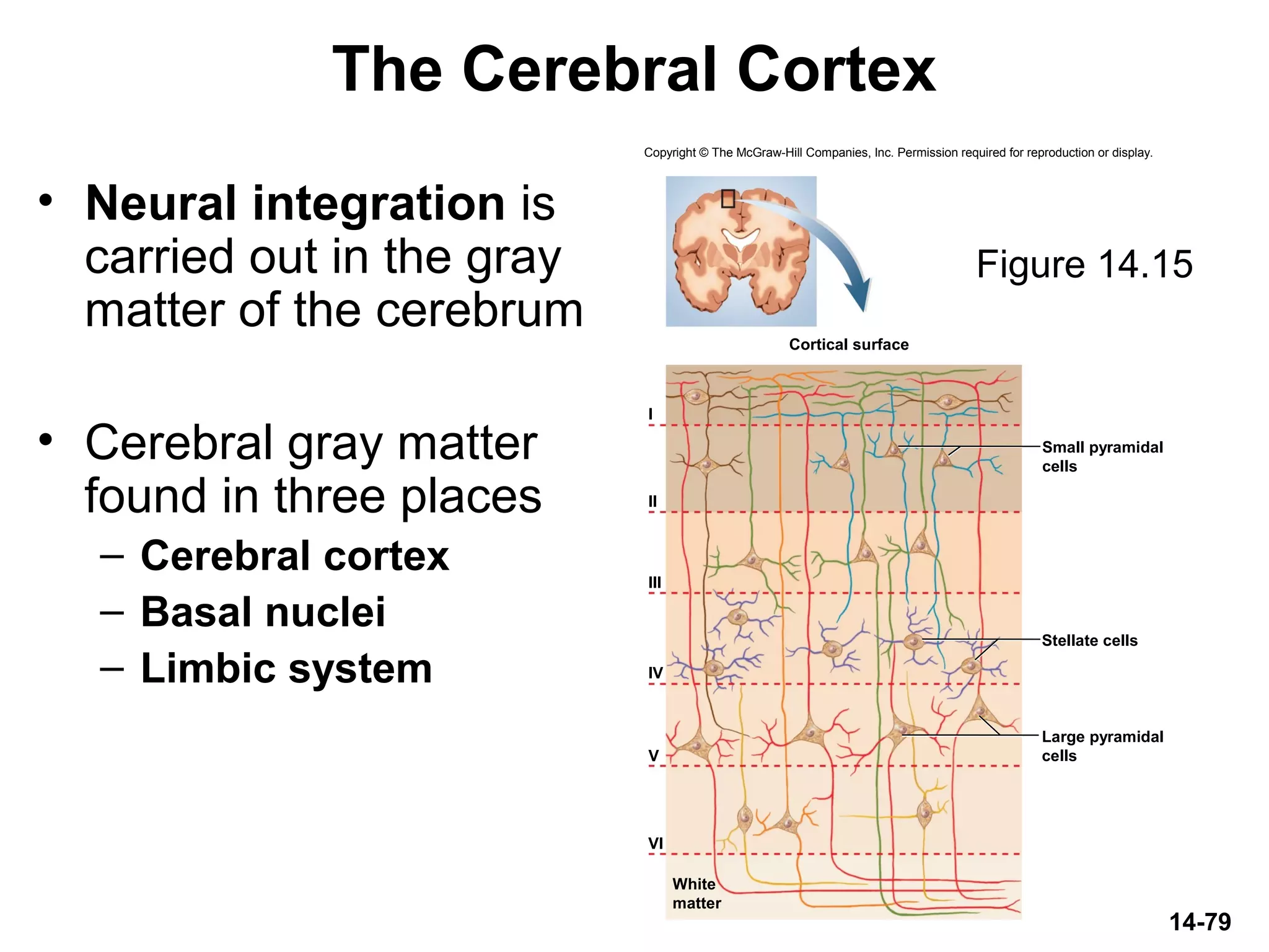 Copyright © The McGraw-Hill Companies, Inc. Permission required for reproduction or display.
I
II
III
IV
V
VI
Cortical surface
Stellate cells
Small pyramidal
cells
Large pyramidal
cells
White
matter
14-79
The Cerebral Cortex
• Neural integration is
carried out in the gray
matter of the cerebrum
• Cerebral gray matter
found in three places
– Cerebral cortex
– Basal nuclei
– Limbic system
Figure 14.15
 