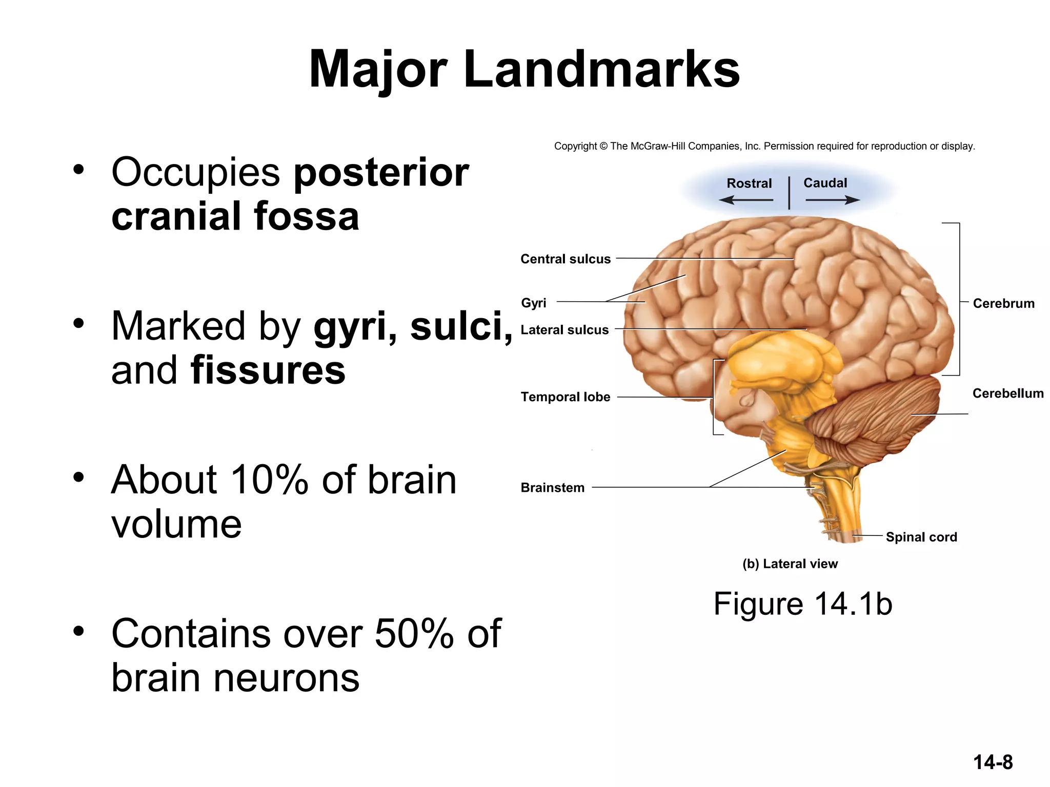 14-8
Major Landmarks
• Occupies posterior
cranial fossa
• Marked by gyri, sulci,
and fissures
• About 10% of brain
volume
• Contains over 50% of
brain neurons
Figure 14.1b
Brainstem
Cerebellum
Cerebrum
Spinal cord
Rostral Caudal
Central sulcus
Lateral sulcus
Gyri
(b) Lateral view
Temporal lobe
Copyright © The McGraw-Hill Companies, Inc. Permission required for reproduction or display.
 