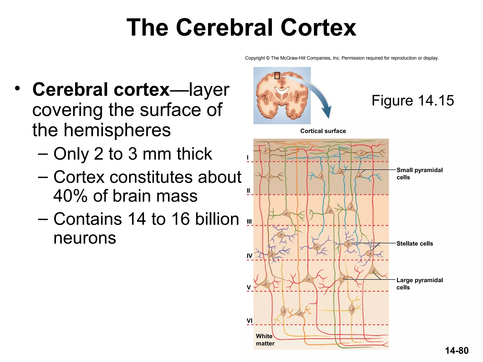 Copyright © The McGraw-Hill Companies, Inc. Permission required for reproduction or display.
I
II
III
IV
V
VI
Cortical surface
Stellate cells
Small pyramidal
cells
Large pyramidal
cells
White
matter
14-80
The Cerebral Cortex
• Cerebral cortex—layer
covering the surface of
the hemispheres
– Only 2 to 3 mm thick
– Cortex constitutes about
40% of brain mass
– Contains 14 to 16 billion
neurons
Figure 14.15
 