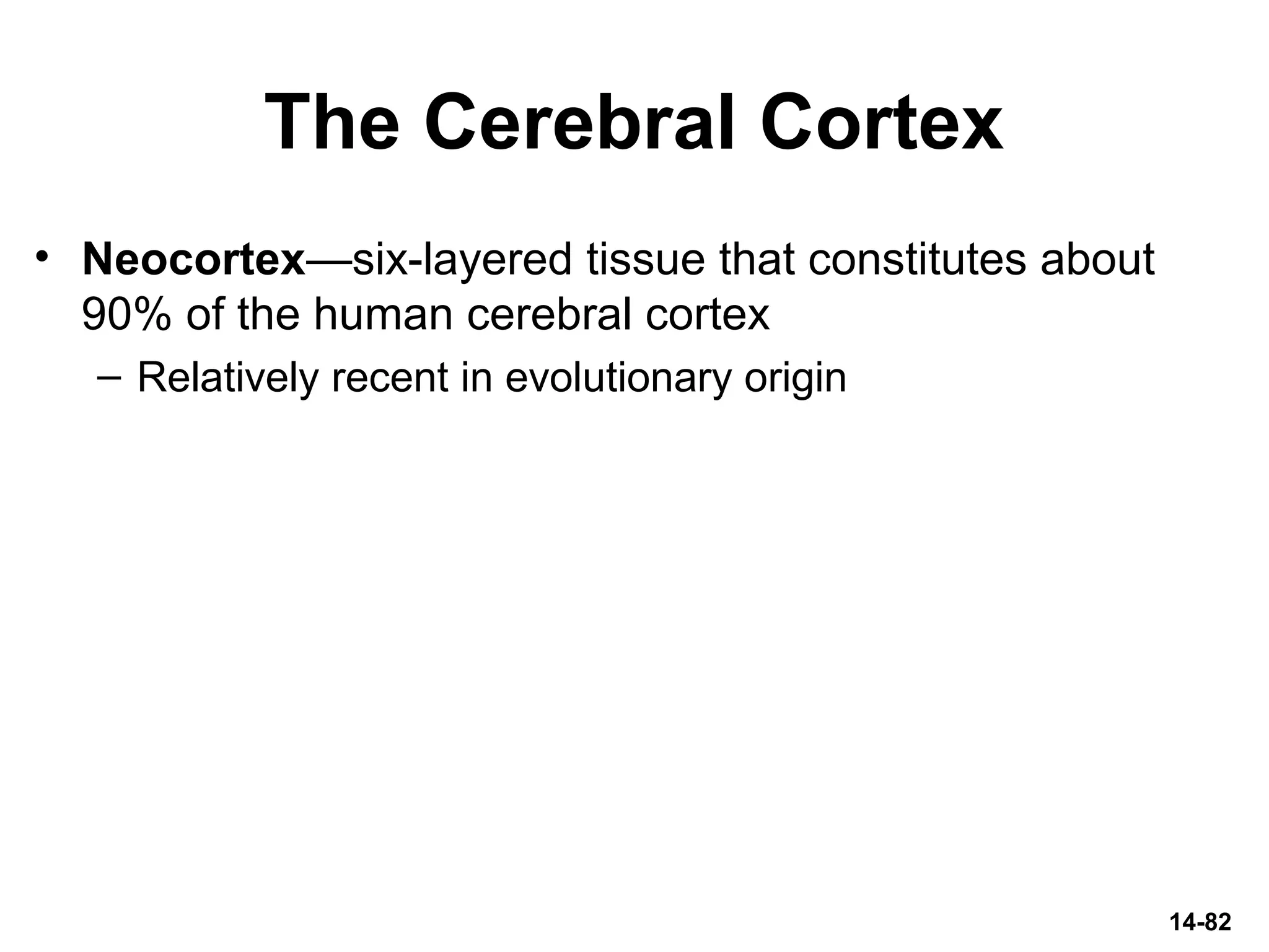 The Cerebral Cortex
• Neocortex—six-layered tissue that constitutes about
90% of the human cerebral cortex
– Relatively recent in evolutionary origin
14-82
 