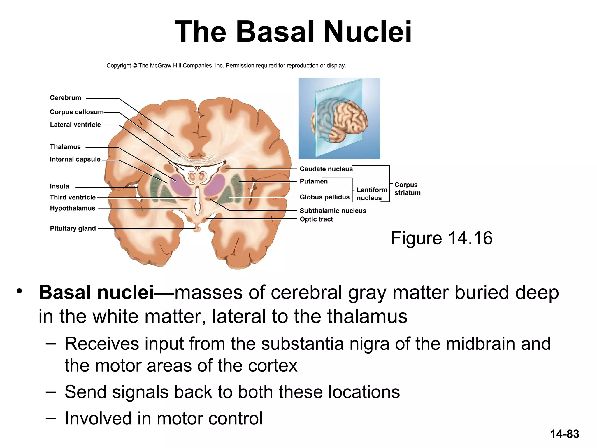 14-83
The Basal Nuclei
• Basal nuclei—masses of cerebral gray matter buried deep
in the white matter, lateral to the thalamus
– Receives input from the substantia nigra of the midbrain and
the motor areas of the cortex
– Send signals back to both these locations
– Involved in motor control
Figure 14.16
Copyright © The McGraw-Hill Companies, Inc. Permission required for reproduction or display.
Cerebrum
Corpus callosum
Lateral ventricle
Thalamus
Insula
Optic tract
Hypothalamus
Third ventricle
Pituitary gland
Internal capsule
Caudate nucleus
Putamen
Subthalamic nucleus
Globus pallidus
Corpus
striatumLentiform
nucleus
 