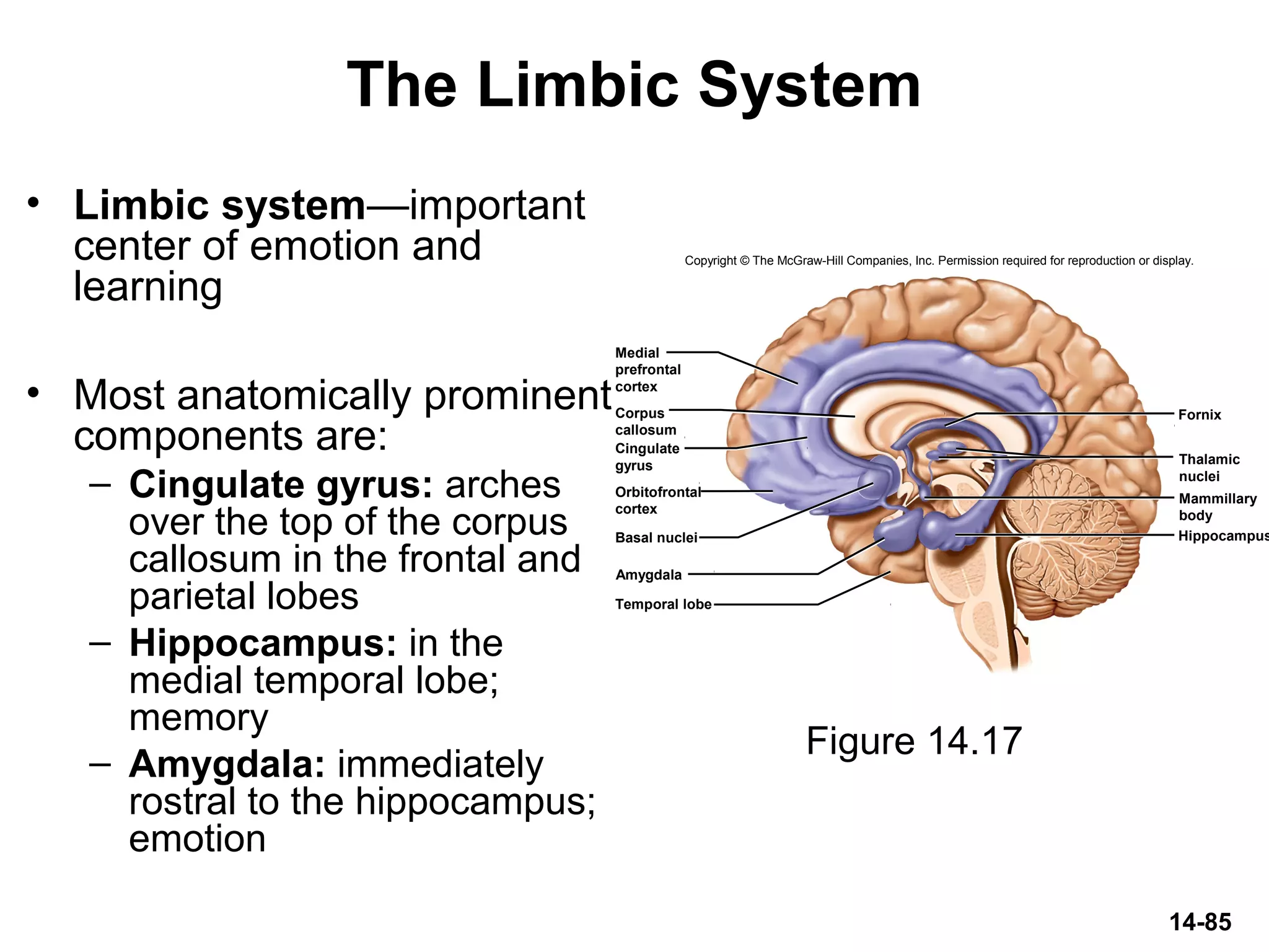 14-85
The Limbic System
• Limbic system—important
center of emotion and
learning
• Most anatomically prominent
components are:
– Cingulate gyrus: arches
over the top of the corpus
callosum in the frontal and
parietal lobes
– Hippocampus: in the
medial temporal lobe;
memory
– Amygdala: immediately
rostral to the hippocampus;
emotion
Figure 14.17
Copyright © The McGraw-Hill Companies, Inc. Permission required for reproduction or display.
Basal nuclei
Amygdala
Fornix
Hippocampus
Medial
prefrontal
cortex
Corpus
callosum
Cingulate
gyrus
Orbitofrontal
cortex
Temporal lobe
Thalamic
nuclei
Mammillary
body
 