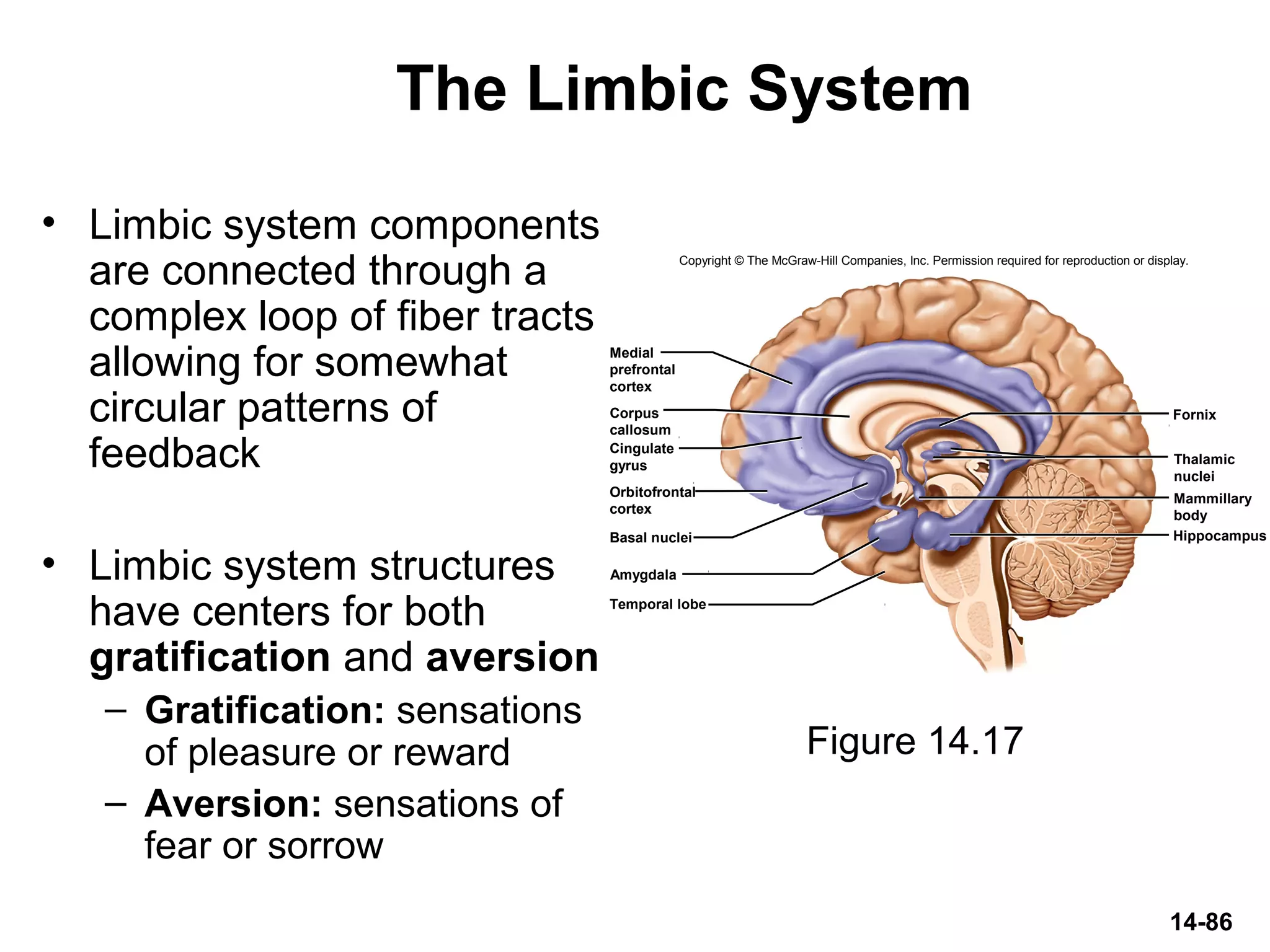14-86
The Limbic System
• Limbic system components
are connected through a
complex loop of fiber tracts
allowing for somewhat
circular patterns of
feedback
• Limbic system structures
have centers for both
gratification and aversion
– Gratification: sensations
of pleasure or reward
– Aversion: sensations of
fear or sorrow
Figure 14.17
Copyright © The McGraw-Hill Companies, Inc. Permission required for reproduction or display.
Basal nuclei
Amygdala
Fornix
Hippocampus
Medial
prefrontal
cortex
Corpus
callosum
Cingulate
gyrus
Orbitofrontal
cortex
Temporal lobe
Thalamic
nuclei
Mammillary
body
 