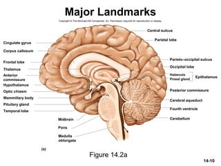 14-10
Major Landmarks
Figure 14.2a
Copyright © The McGraw-Hill Companies, Inc. Permission required for reproduction or display.
Thalamus
Hypothalamus
Frontal lobe
Corpus callosum
Cingulate gyrus
Optic chiasm
Pituitary gland
Mammillary body
Midbrain
Pons
Central sulcus
Parietal lobe
Parieto–occipital sulcus
Occipital lobe
Pineal gland
Habenula
Posterior commissure
Cerebral aqueduct
Fourth ventricle
Cerebellum
(a)
EpithalamusAnterior
commissure
Temporal lobe
Medulla
oblongata
 
