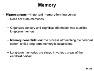 14-104
Memory
• Hippocampus—important memory-forming center
– Does not store memories
– Organizes sensory and cognitive information into a unified
long-term memory
– Memory consolidation: the process of “teaching the cerebral
cortex” until a long-term memory is established
– Long-term memories are stored in various areas of the
cerebral cortex
 