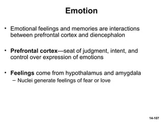 14-107
Emotion
• Emotional feelings and memories are interactions
between prefrontal cortex and diencephalon
• Prefrontal cortex—seat of judgment, intent, and
control over expression of emotions
• Feelings come from hypothalamus and amygdala
– Nuclei generate feelings of fear or love
 