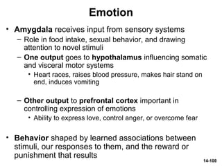 14-108
Emotion
• Amygdala receives input from sensory systems
– Role in food intake, sexual behavior, and drawing
attention to novel stimuli
– One output goes to hypothalamus influencing somatic
and visceral motor systems
• Heart races, raises blood pressure, makes hair stand on
end, induces vomiting
– Other output to prefrontal cortex important in
controlling expression of emotions
• Ability to express love, control anger, or overcome fear
• Behavior shaped by learned associations between
stimuli, our responses to them, and the reward or
punishment that results
 