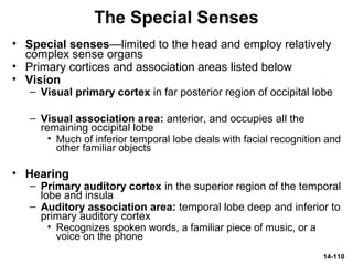 14-110
The Special Senses
• Special senses—limited to the head and employ relatively
complex sense organs
• Primary cortices and association areas listed below
• Vision
– Visual primary cortex in far posterior region of occipital lobe
– Visual association area: anterior, and occupies all the
remaining occipital lobe
• Much of inferior temporal lobe deals with facial recognition and
other familiar objects
• Hearing
– Primary auditory cortex in the superior region of the temporal
lobe and insula
– Auditory association area: temporal lobe deep and inferior to
primary auditory cortex
• Recognizes spoken words, a familiar piece of music, or a
voice on the phone
 
