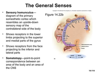 Thigh
Shoulder
Arm
V
(b)
Insula
Lateral sulcus
Genitalia
Leg
Hip
Trunk
Eye
Nose
Face
Upper lip
Lower lip
Thum
b
(I)
Hand
Forearm
Neck
Elbow
II
III
IV
Fingers
I
II III IVV
Lateral Medial
Tongue
Teeth, gums
W
rist
Toes
Viscerosensory area
Abdominal
viscera
Copyright © The McGraw-Hill Companies, Inc. Permission required for reproduction or display.
The General Senses
Figure 14.22b
• Sensory homunculus—
diagram of the primary
somesthetic cortex which
resembles an upside-down
sensory map of the
contralateral side of the body
• Shows receptors in the lower
limbs projecting to the superior
and medial parts of the gyrus
• Shows receptors from the face
projecting to the inferior and
lateral parts
• Somatotopy—point-to-point
correspondence between an
area of the body and an area of
the CNS
14-114
 