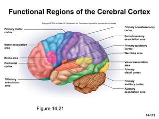 14-115
Functional Regions of the Cerebral Cortex
Figure 14.21
Wernicke area
Broca area
Primary motor
cortex
Motor association
area
Prefrontal
cortex
Olfactory
association
area
Primary somatosensory
cortex
Somatosensory
association area
Primary gustatory
cortex
Visual association
area
Primary
visual cortex
Primary
auditory cortex
Auditory
association area
Copyright © The McGraw-Hill Companies, Inc. Permission required for reproduction or display.
 