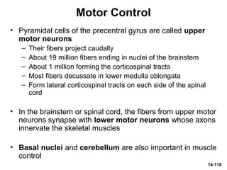 14-118
Motor Control
• Pyramidal cells of the precentral gyrus are called upper
motor neurons
– Their fibers project caudally
– About 19 million fibers ending in nuclei of the brainstem
– About 1 million forming the corticospinal tracts
– Most fibers decussate in lower medulla oblongata
– Form lateral corticospinal tracts on each side of the spinal
cord
• In the brainstem or spinal cord, the fibers from upper motor
neurons synapse with lower motor neurons whose axons
innervate the skeletal muscles
• Basal nuclei and cerebellum are also important in muscle
control
 
