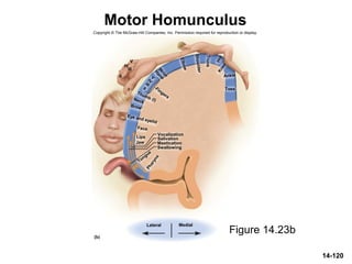 Fingers
Eye and eyelid
Tongue
Ankle
Lips
Face
Jaw
Pharynx
Salivation
Mastication
Swallowing
Neck
Brow
V
H
andW
rist
Elbow
Shoulder
Trunk
Knee
Hip
IV
III
II
Thumb (I)
I
II
III
IV
V
(b)
Lateral Medial
Vocalization
Toes
14-120
Motor Homunculus
Figure 14.23b
Copyright © The McGraw-Hill Companies, Inc. Permission required for reproduction or display.
 