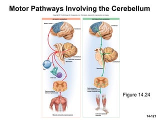 14-121
Motor Pathways Involving the Cerebellum
Figure 14.24
Cerebrum
Cerebrum
Motor cortex
Cerebellum
Cerebellum
Brainstem
Brainstem
Inner ear
Eye
Reticular formation
Muscle and joint proprioceptors
(a) Input to cerebellum (b) Output from cerebellum
Spinocerebellar
tracts of spinal cord
Reticulospinal
and vestibulospinal
tracts of spinal cord
Limb and postural
muscles
Copyright © The McGraw-Hill Companies, Inc. Permission required for reproduction or display.
 