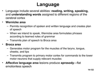 14-122
Language
• Language include several abilities: reading, writing, speaking,
and understanding words assigned to different regions of the
cerebral cortex
• Wernicke area
– Permits recognition of spoken and written language and creates plan
of speech
– When we intend to speak, Wernicke area formulates phrases
according to learned rules of grammar
– Transmits plan of speech to Broca area
• Broca area
– Generates motor program for the muscles of the larynx, tongue,
cheeks, and lips
– Transmits program to primary motor cortex for commands to the lower
motor neurons that supply relevant muscles
• Affective language area lesions produce aprosody—flat
emotionless speech
 