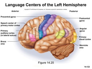 Copyright © The McGraw-Hill Companies, Inc. Permission required for reproduction or display.
Precentral gyrus
Anterior Posterior
Speech center of
primary motor cortex
Primary
auditory cortex
(in lateral sulcus)
Broca
area
Postcentral
gyrus
Angular
gyrus
Primary
visual cortex
Wernicke
area
14-123
Language Centers of the Left Hemisphere
Figure 14.25
 