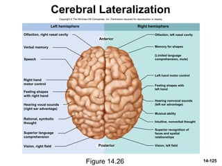 14-125
Cerebral Lateralization
Figure 14.26
Copyright © The McGraw-Hill Companies, Inc. Permission required for reproduction or display.
Olfaction, left nasal cavity
Memory for shapes
Left hand motor control
Musical ability
Intuitive, nonverbal thought
Speech
Olfaction, right nasal cavity
Left hemisphere Right hemisphere
Posterior
Anterior
Verbal memory
Right hand
motor control
Feeling shapes
with right hand
Hearing vocal sounds
(right ear advantage)
Rational, symbolic
thought
Superior language
comprehension
Vision, right field
(Limited language
comprehension, mute)
Feeling shapes with
left hand
Hearing nonvocal sounds
(left ear advantage)
Superior recognition of
faces and spatial
relationships
Vision, left field
 
